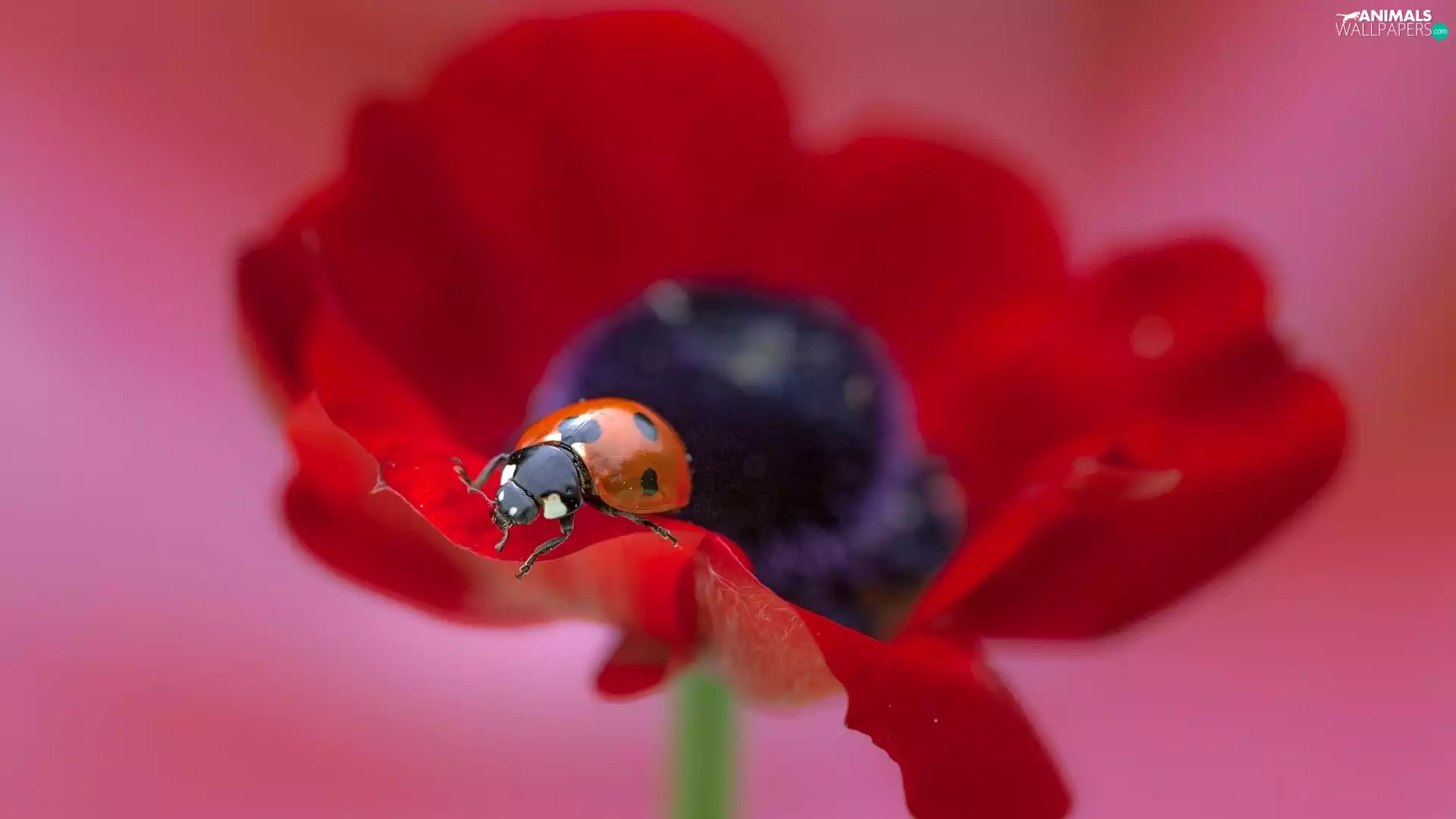 ladybird, anemone, Close, Colourfull Flowers