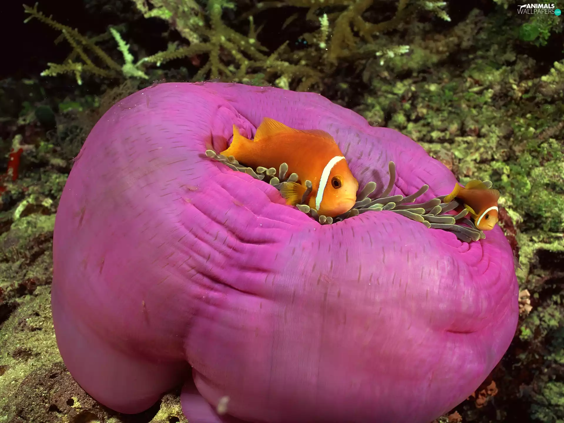 Sea Anemones, Two cars, clownfish