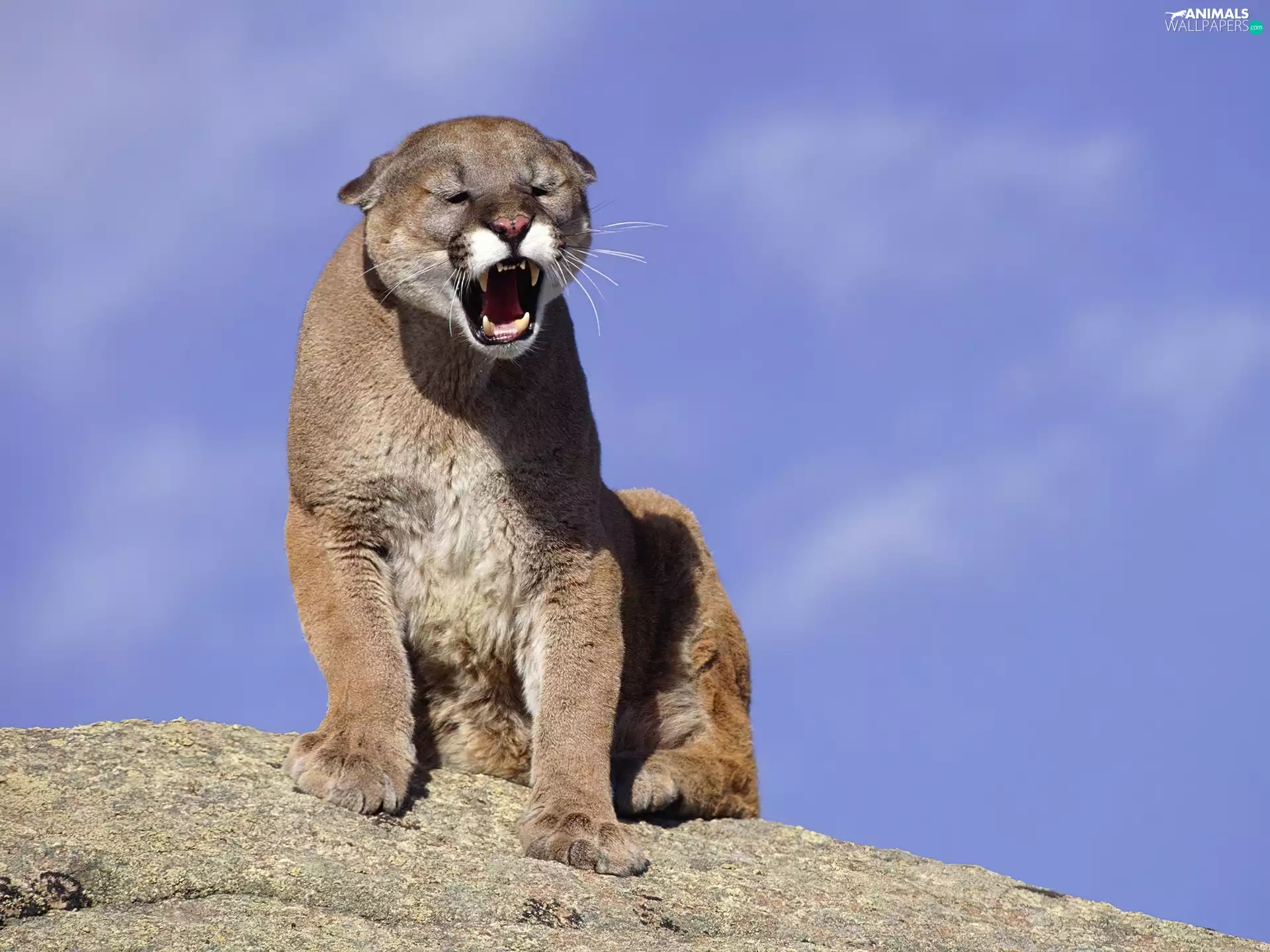 angry, cougar