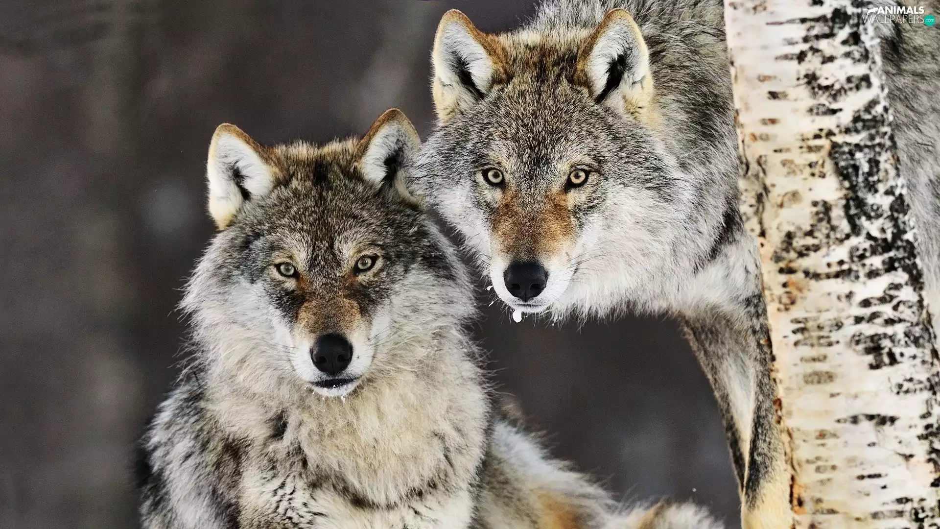 wolves, Two cars, angry