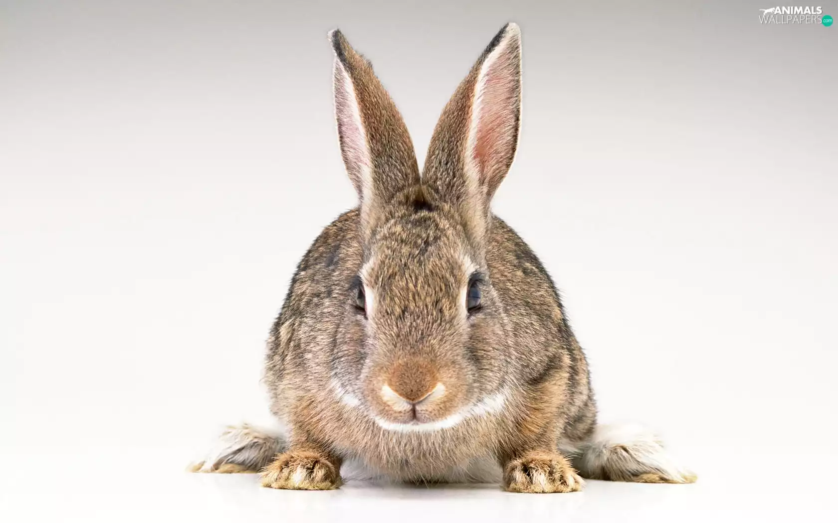 Animal, Rabbit