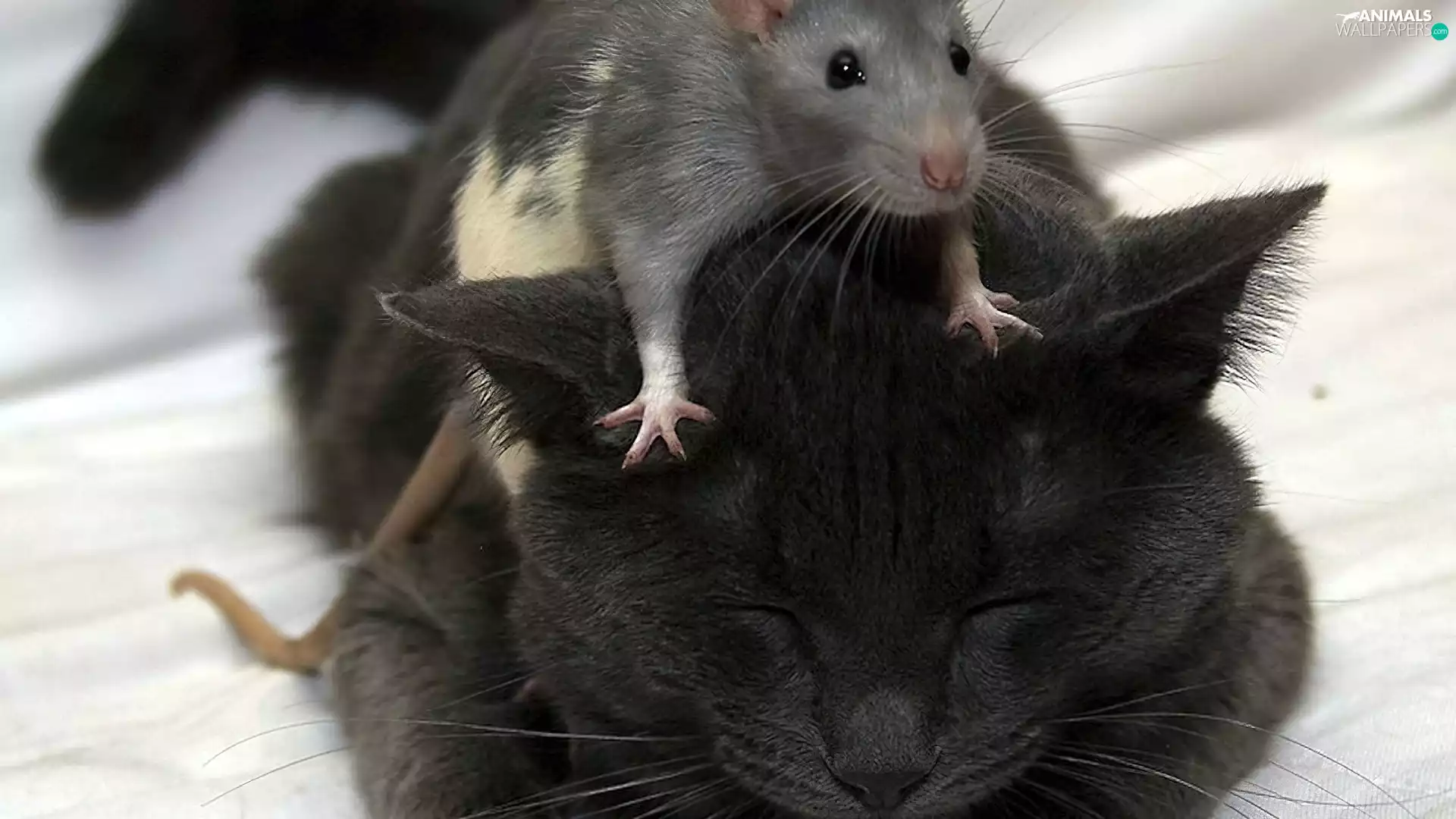 friendship, cat, rat, animals