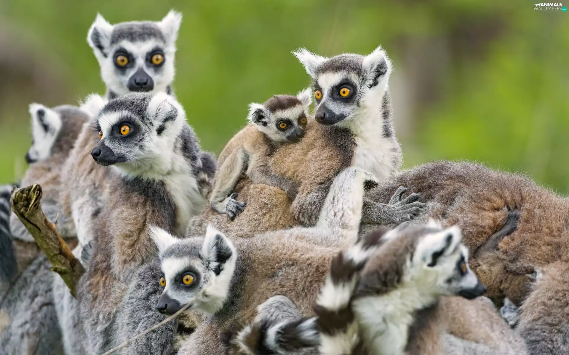 animals, lemurs