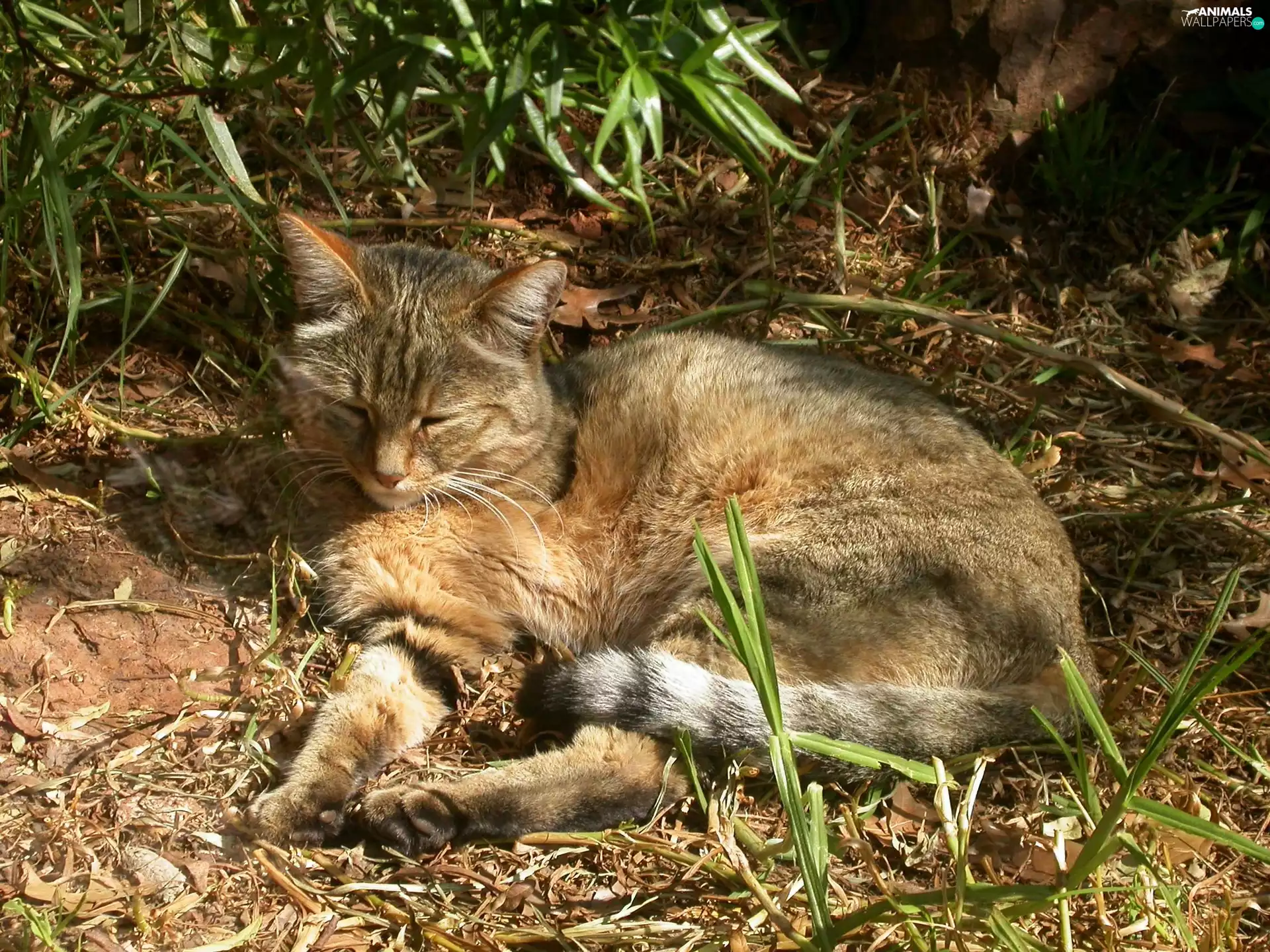 cat, ##, sun, annealing