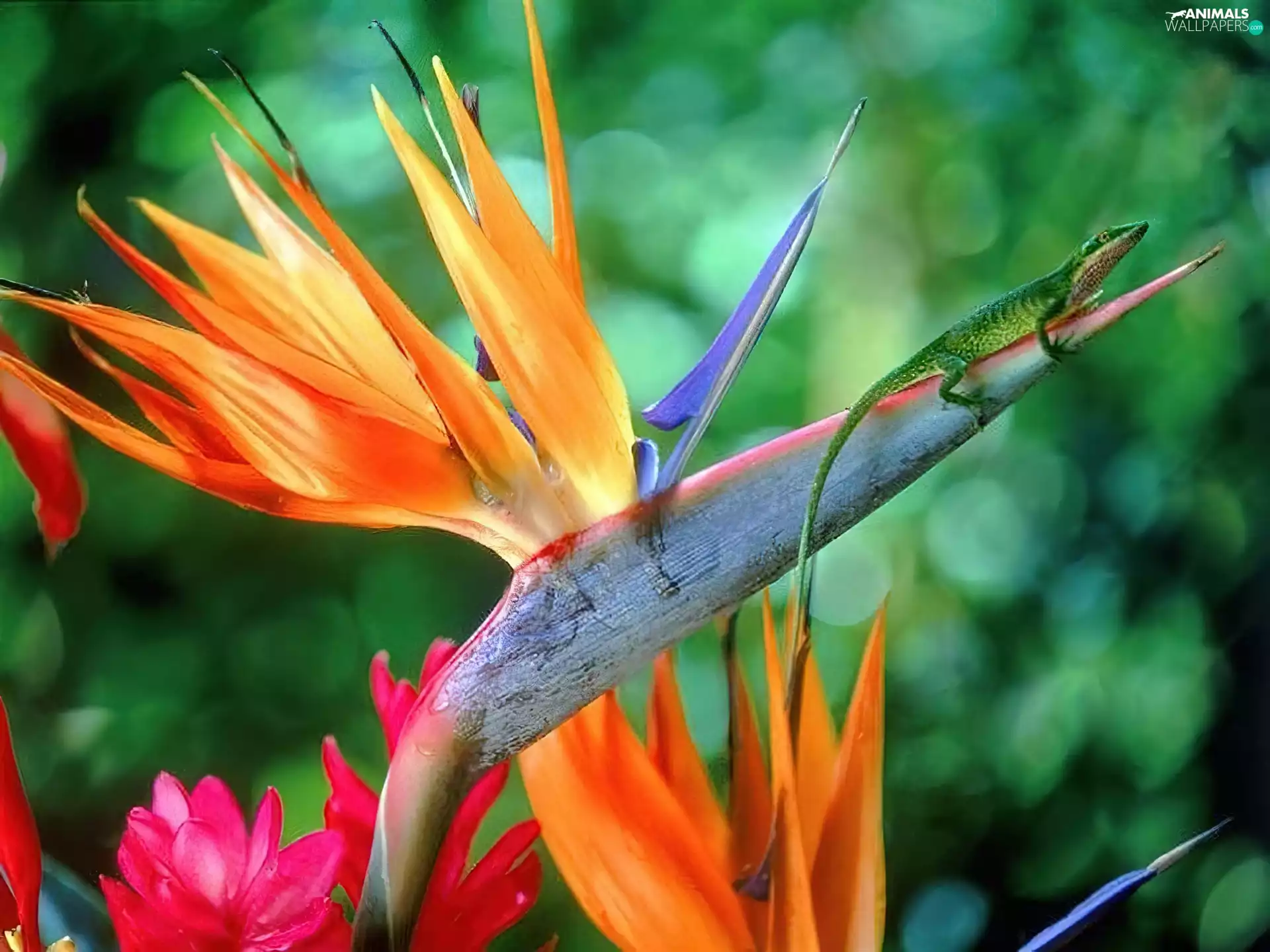 Strelitzia Royal, Green Anolis