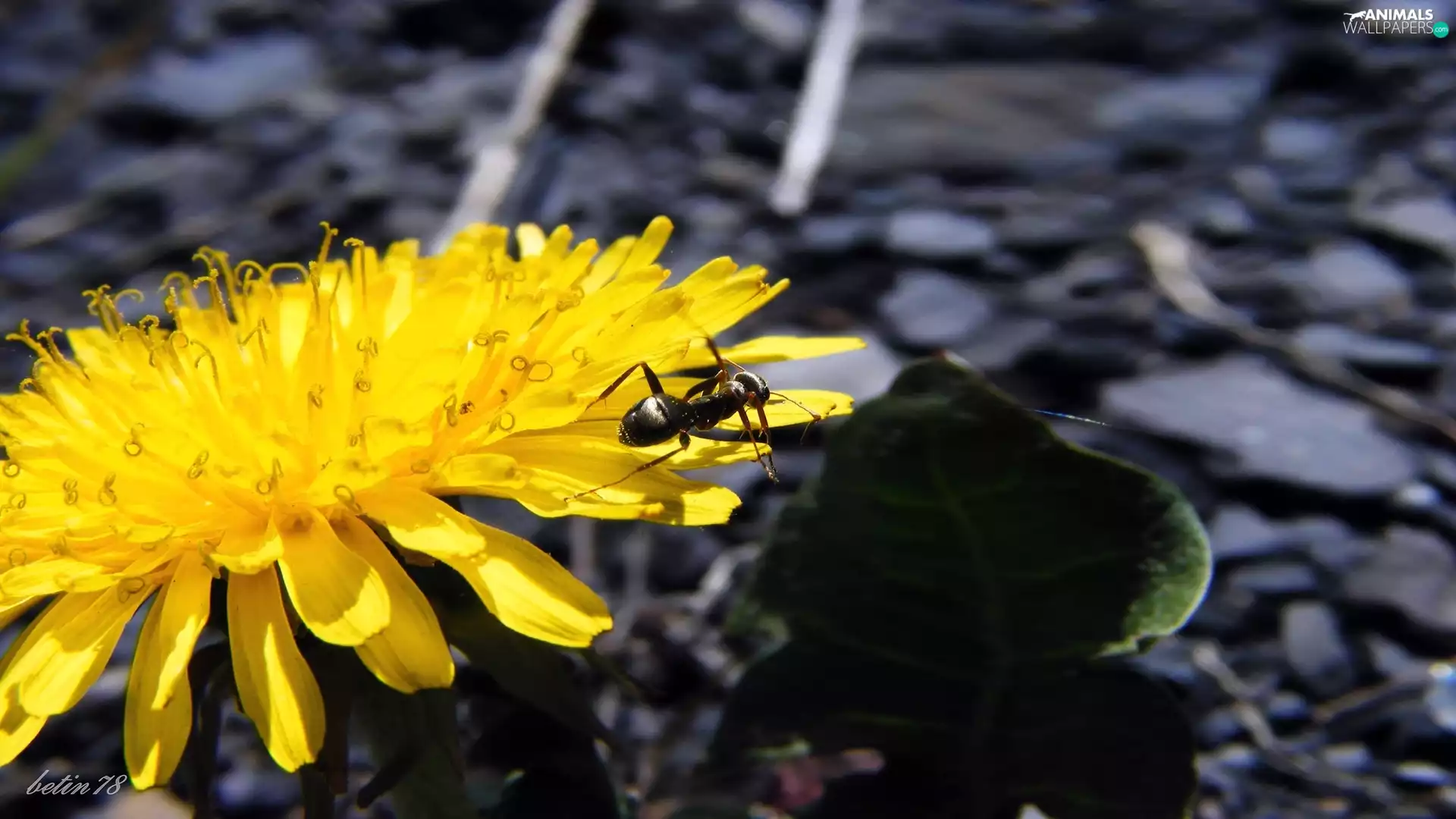 Colourfull Flowers, Insect, ant