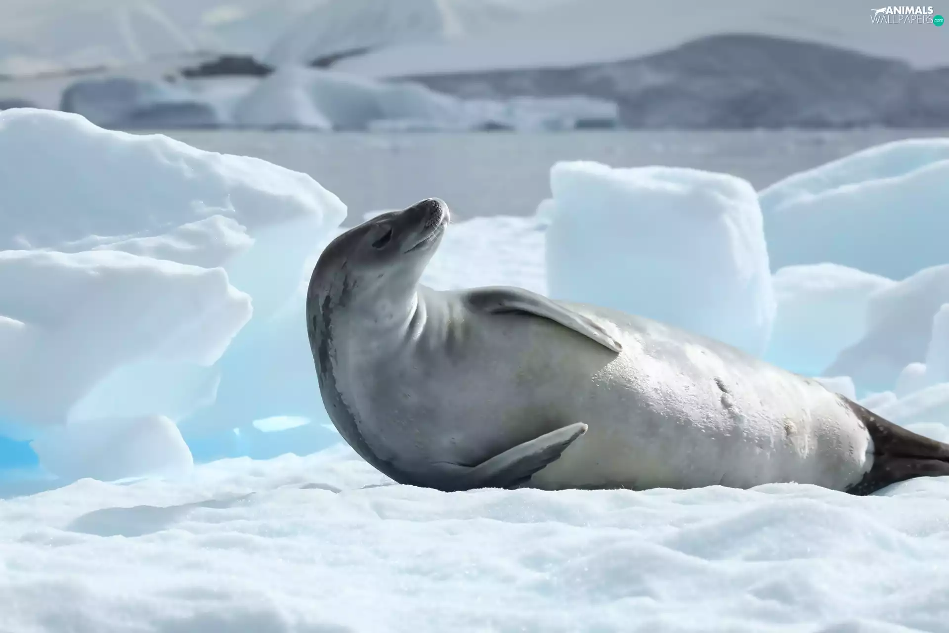Antarctica, seal, Icecream