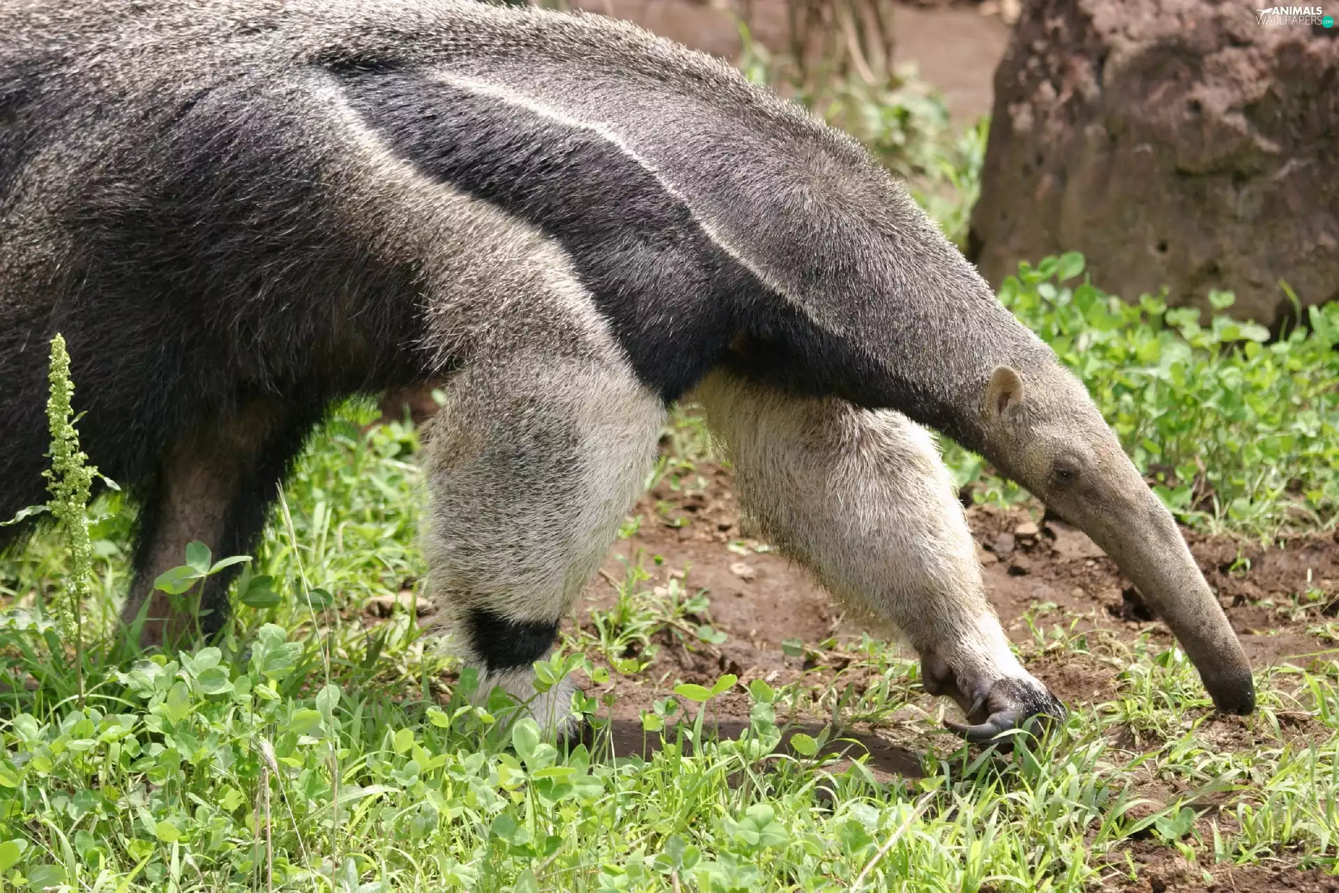anteater, grass