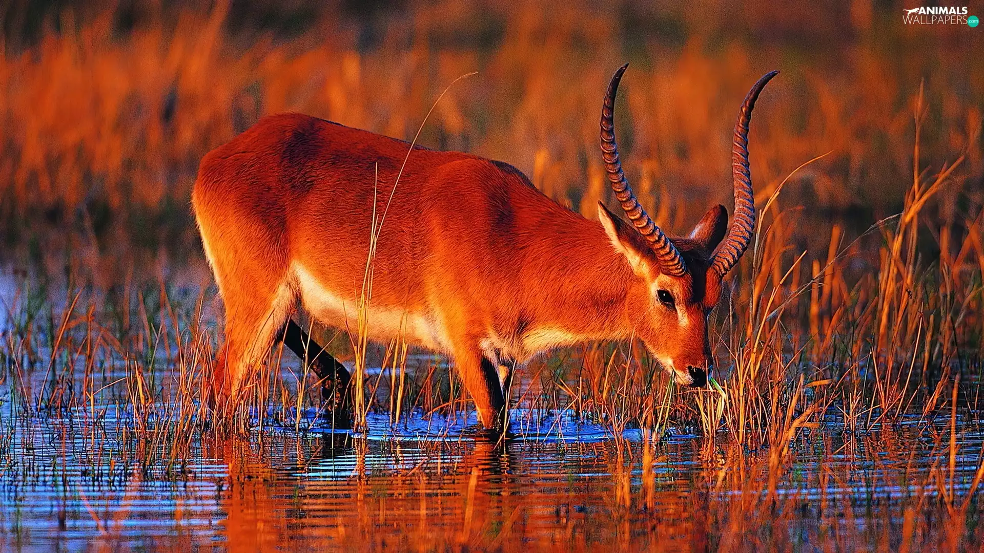 Antelope