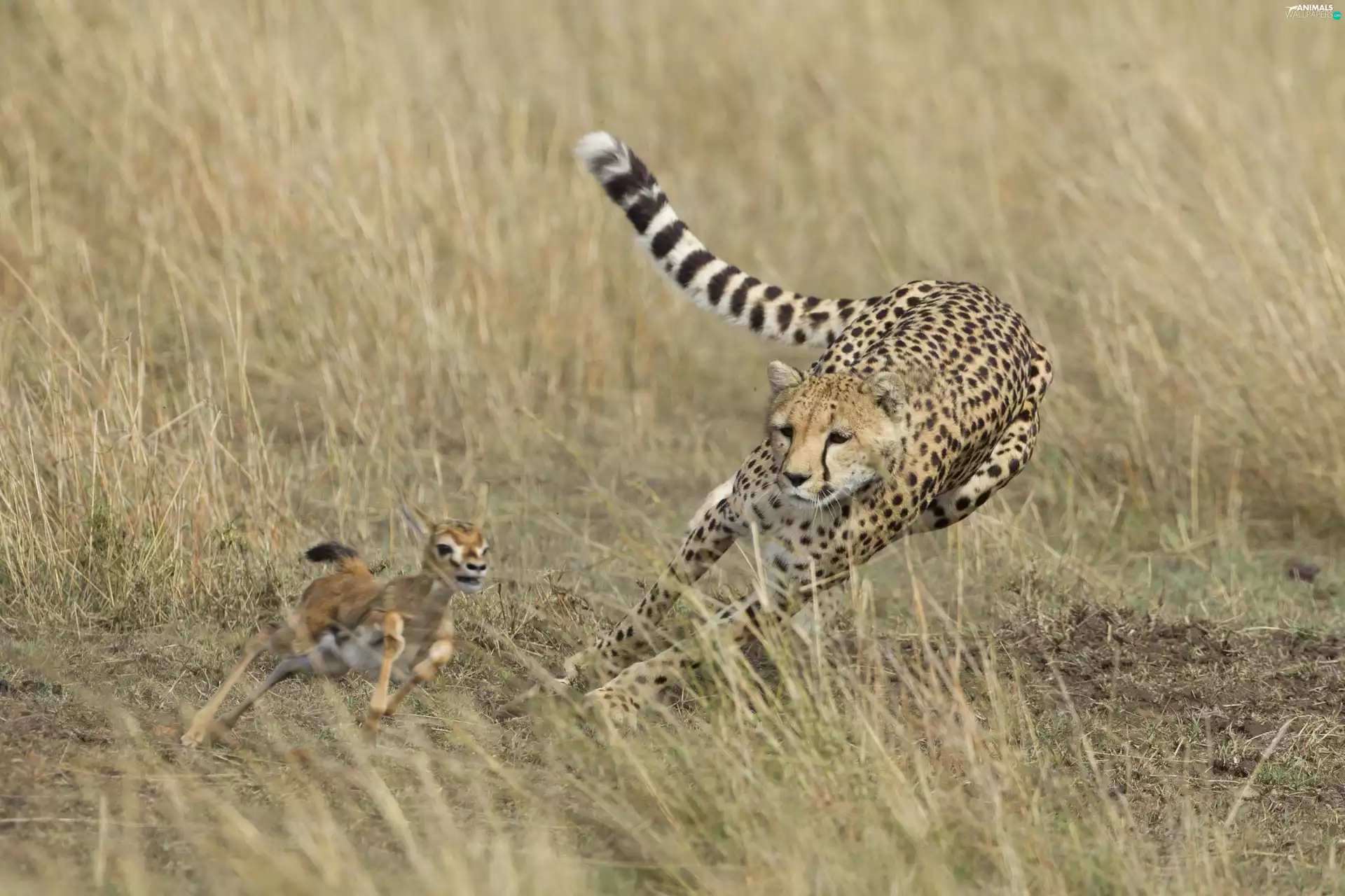 Cheetah, Pursuit, hunting, Antelope