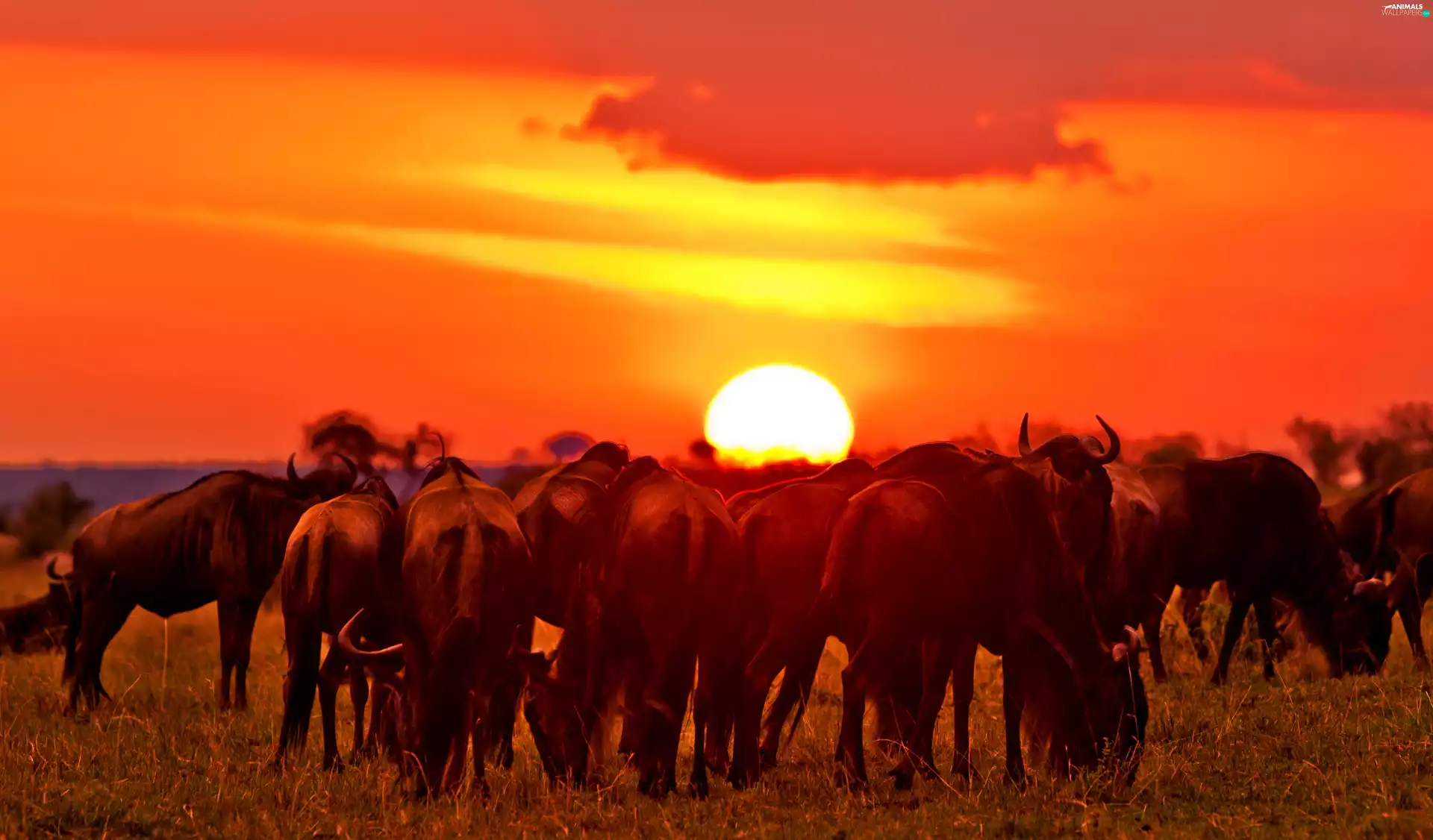 wildebeest, Great Sunsets, Antelope