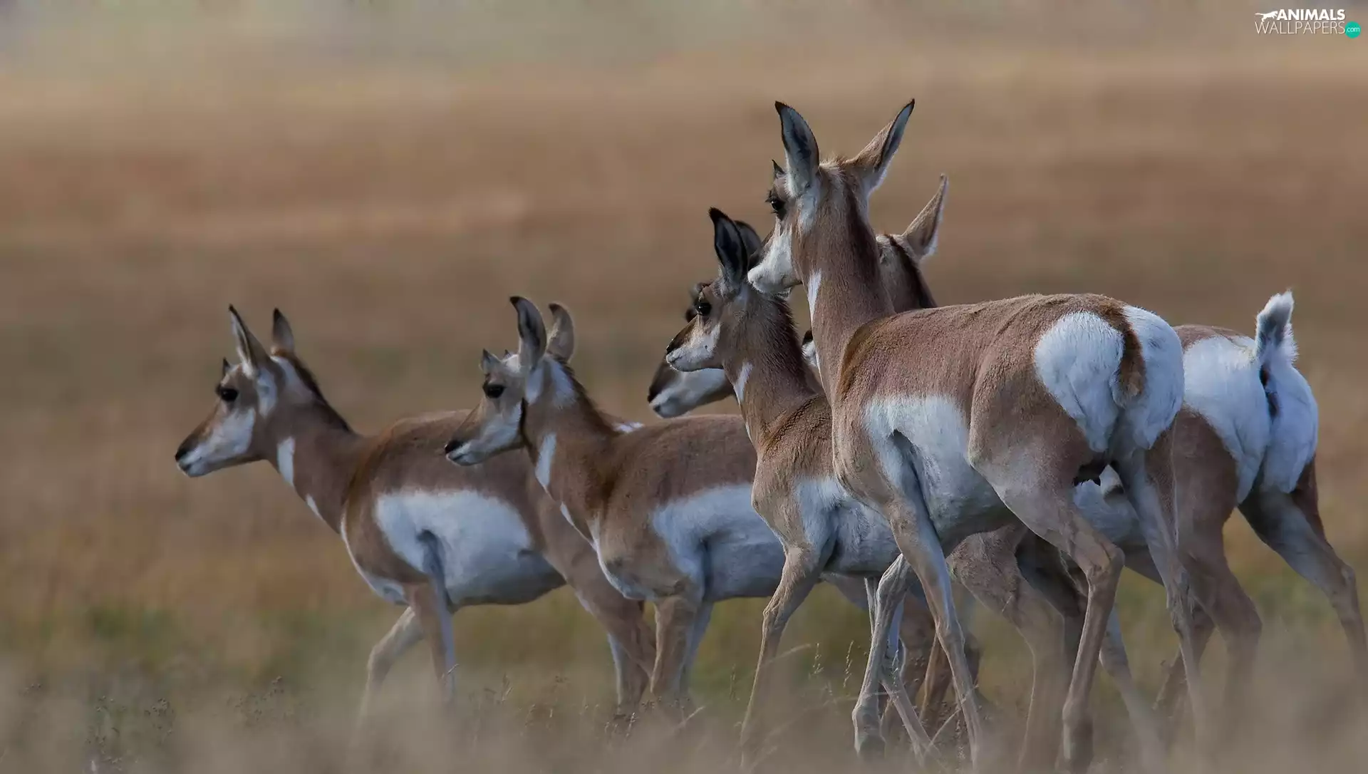 Antelope