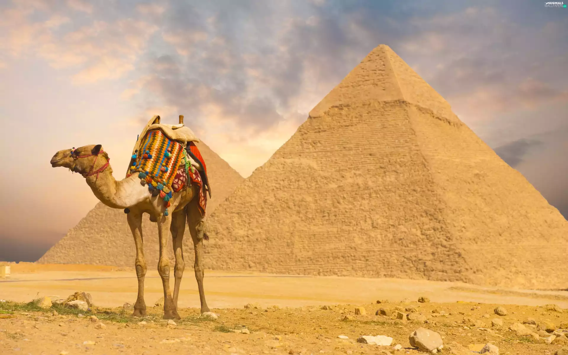 anticline, Camel, Pyramids
