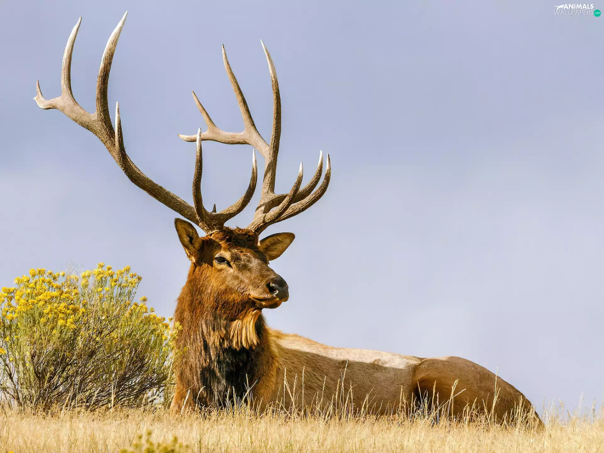 antlers, deer, beatyfull