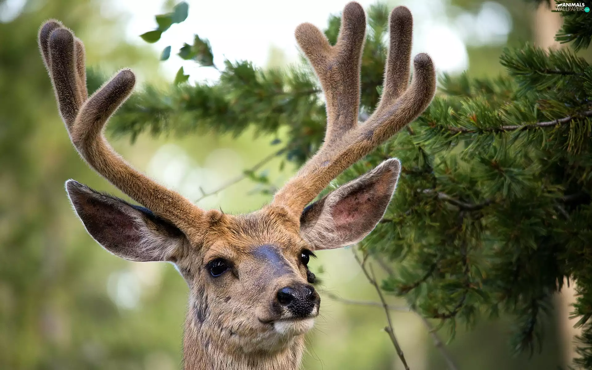 branch pics, deer, antlers