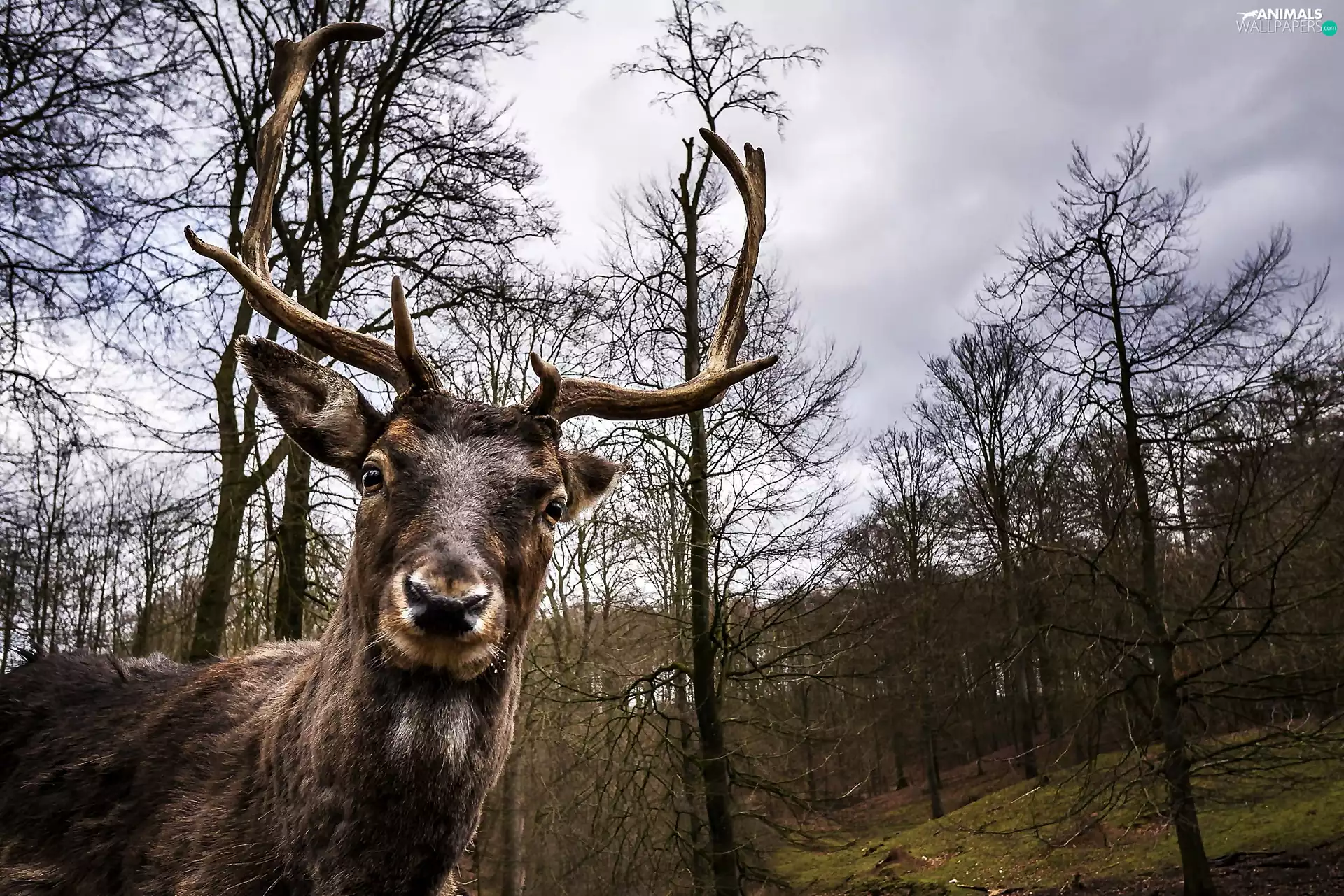 deer, forest, autumn, antlers
