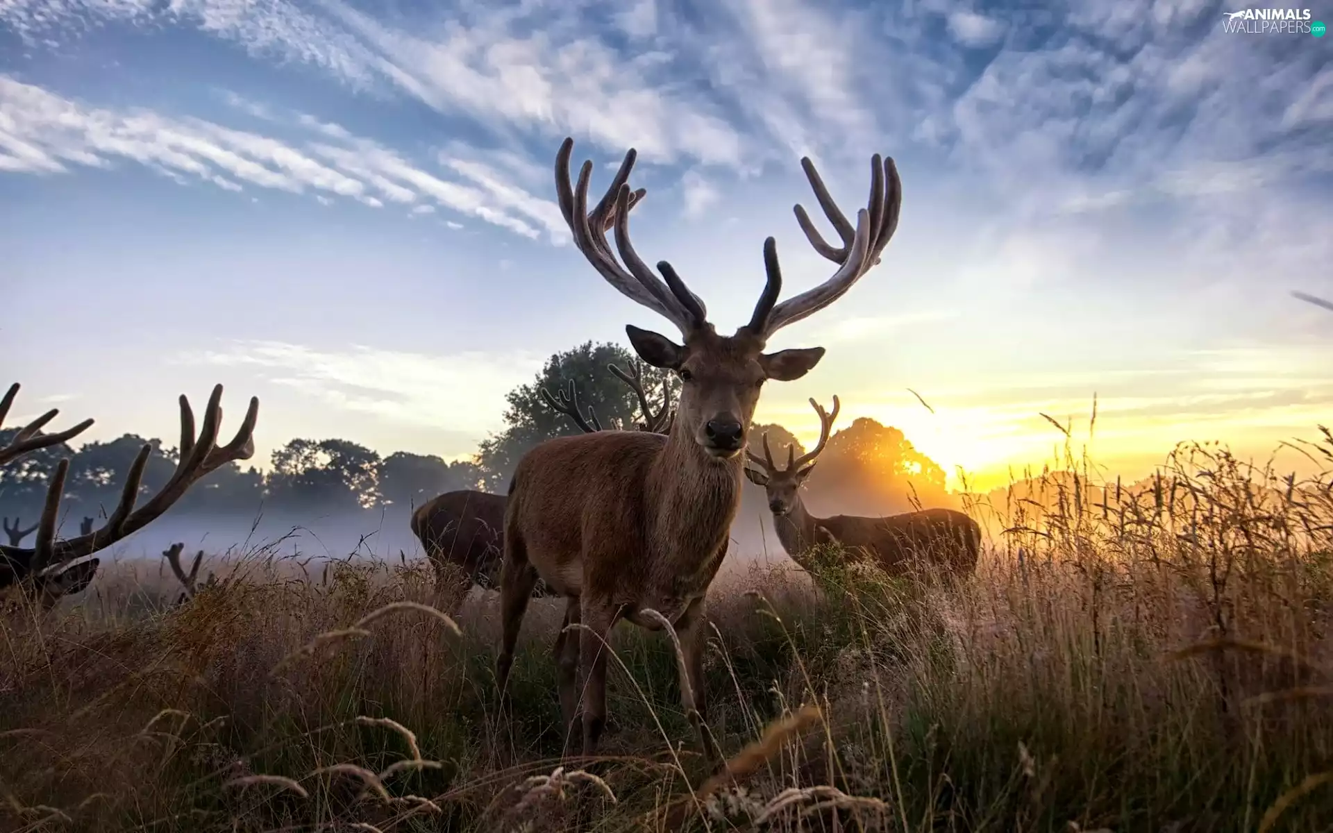 Deer, Meadow, Sunrise, Antlers
