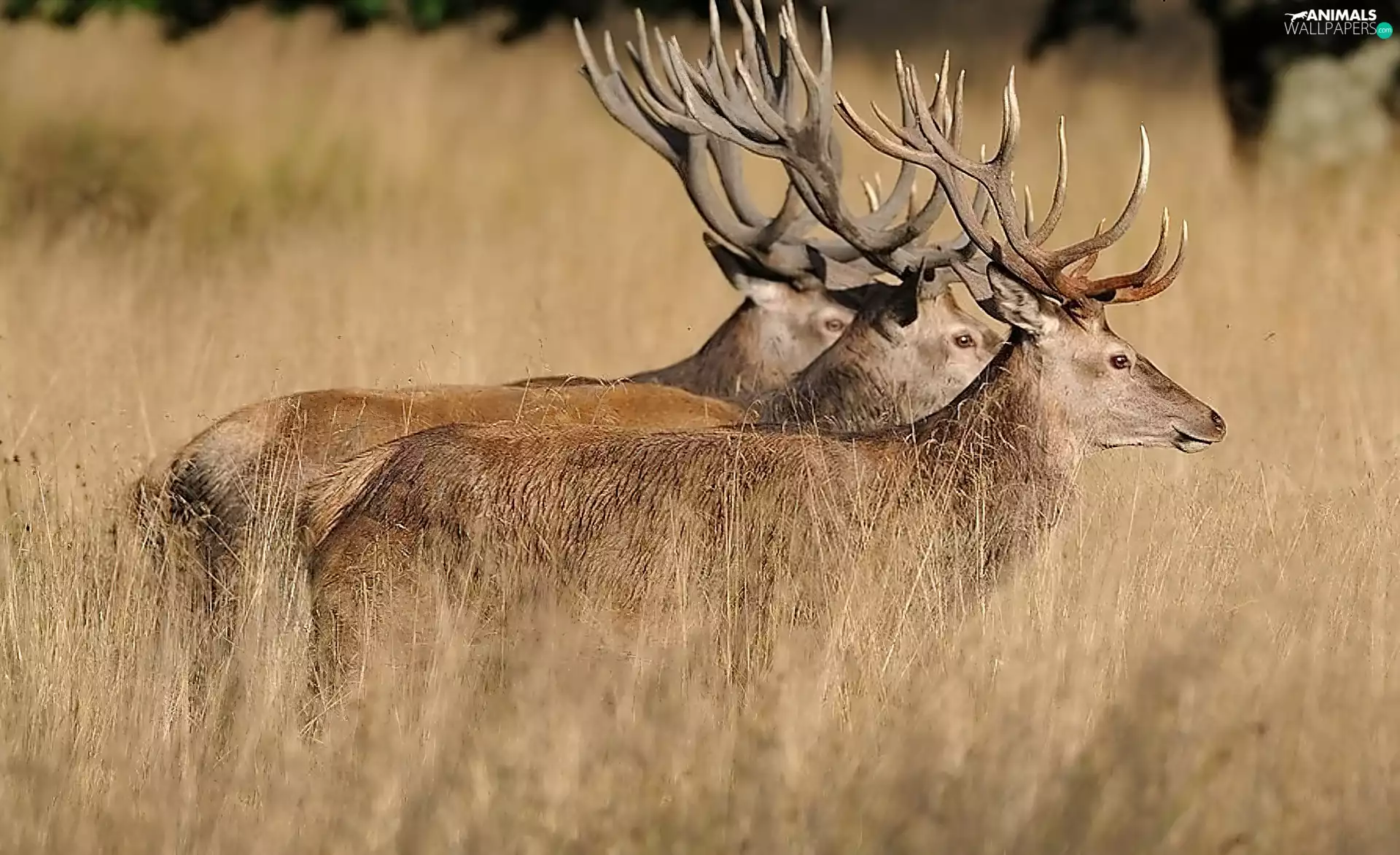 grass, antlers, Deer, tall, Three