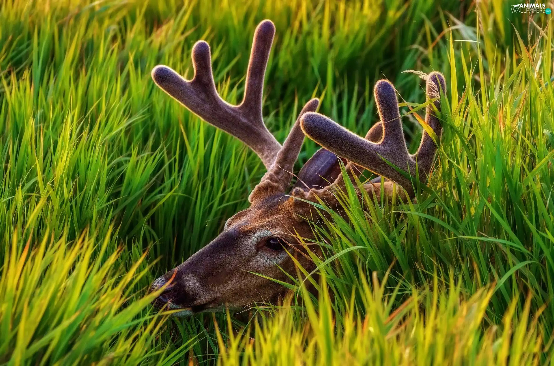 deer, antlers, grass, hidden, tall