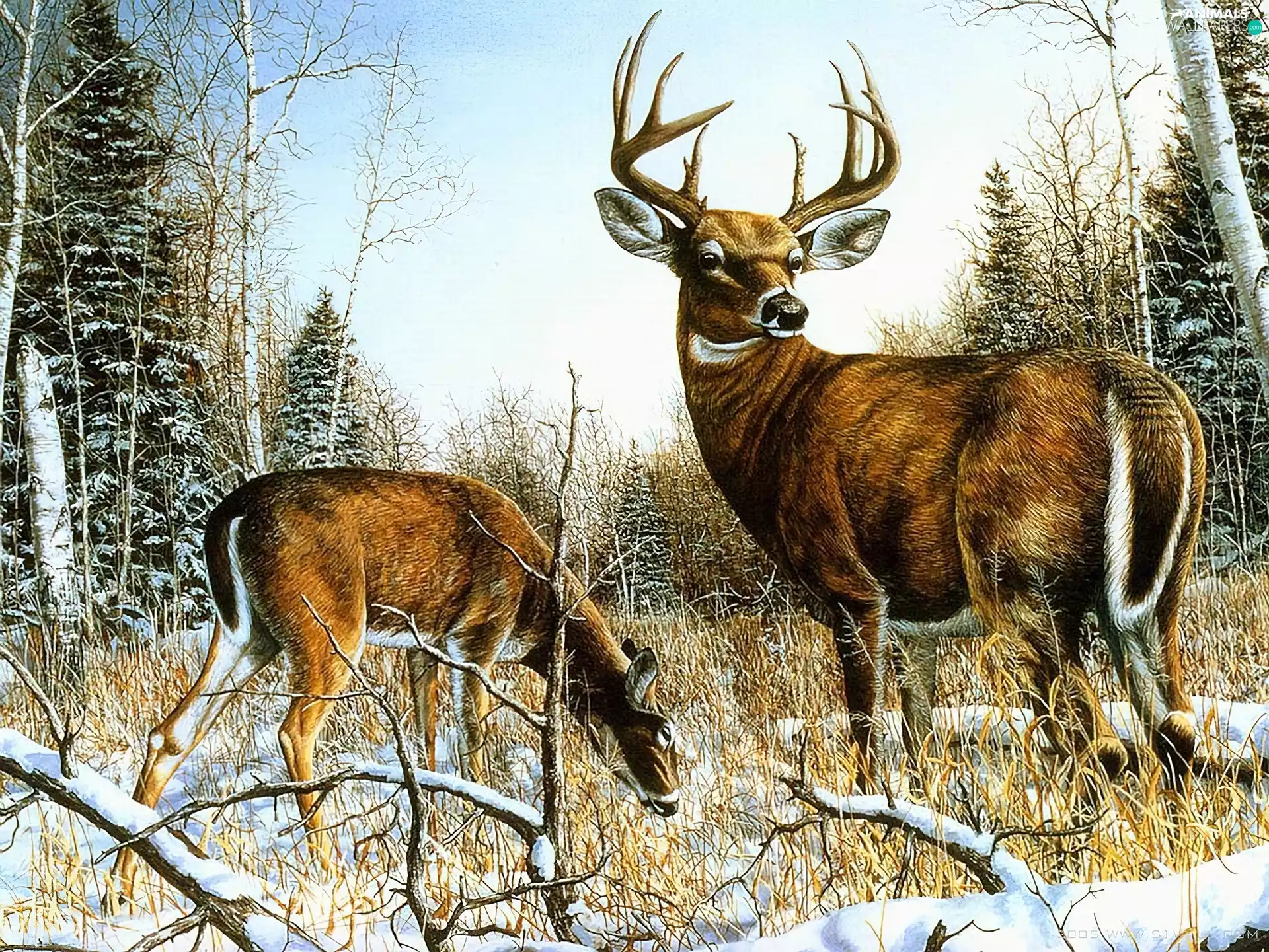 antlers, Deer, winter