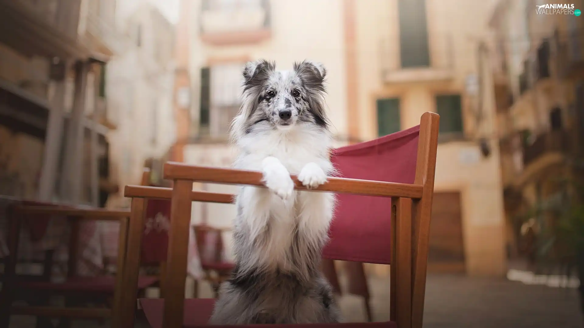 Puppy, Chair, apartment house, shetland Sheepdog