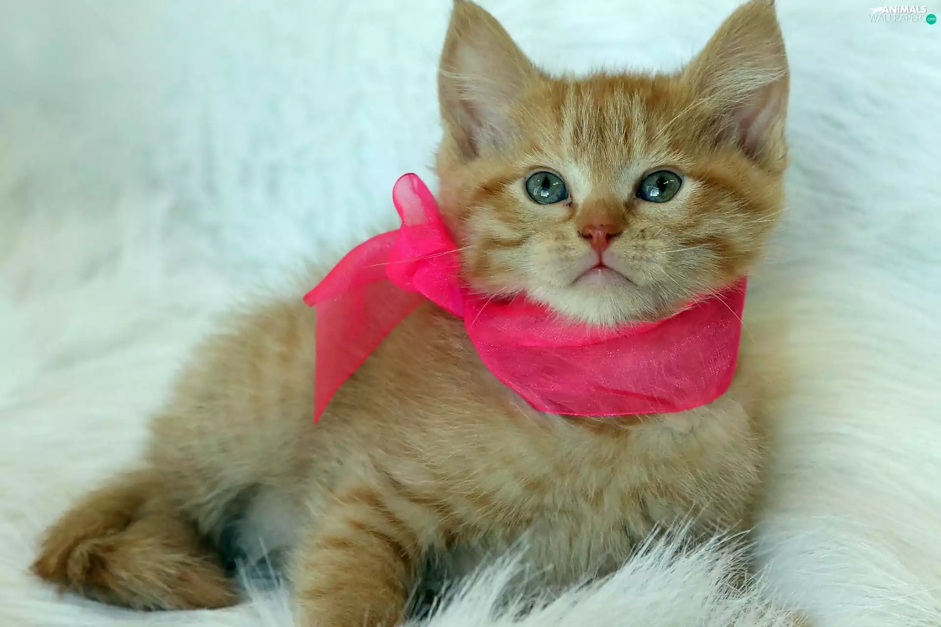 apatite, small, kitten