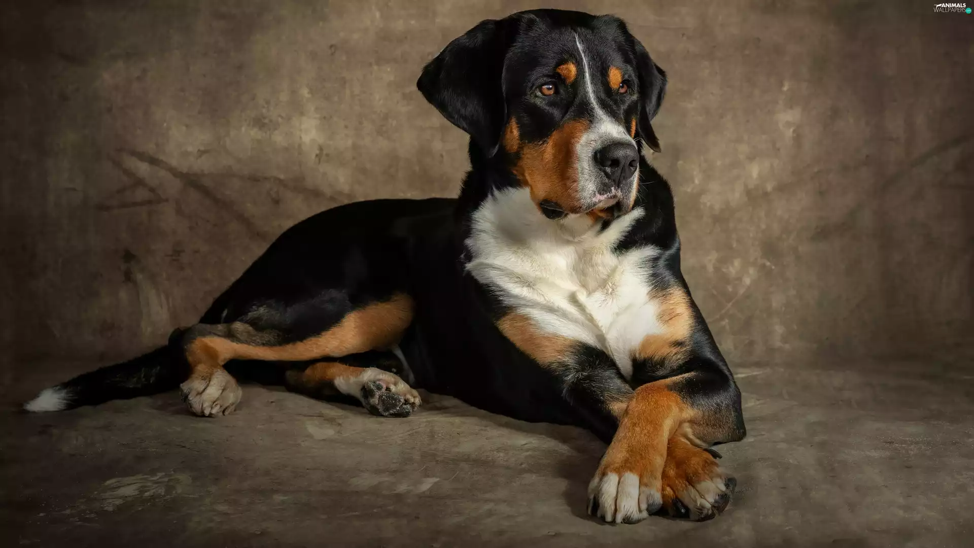 Appenzeller, lying, dog