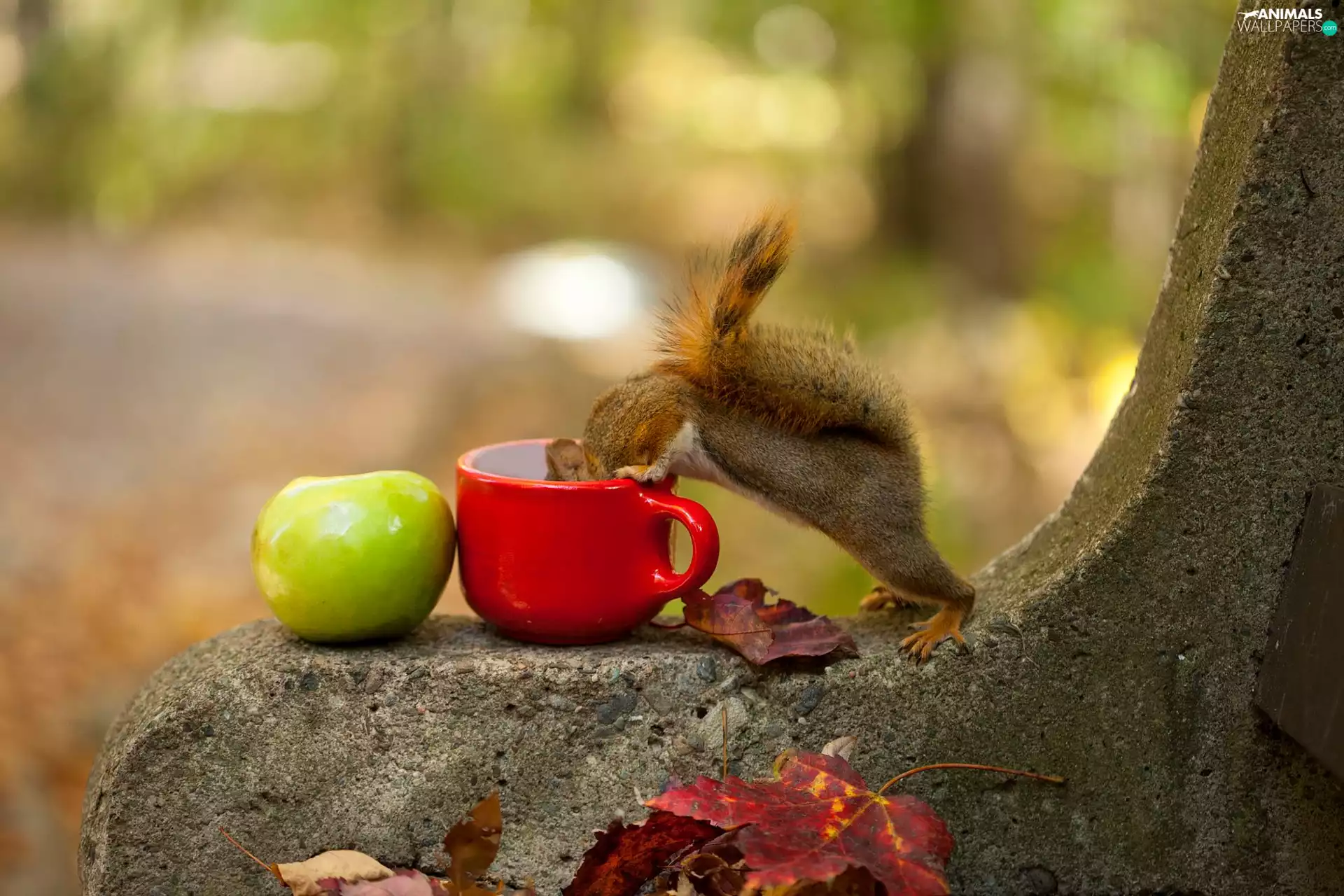 Apple, squirrel, cup