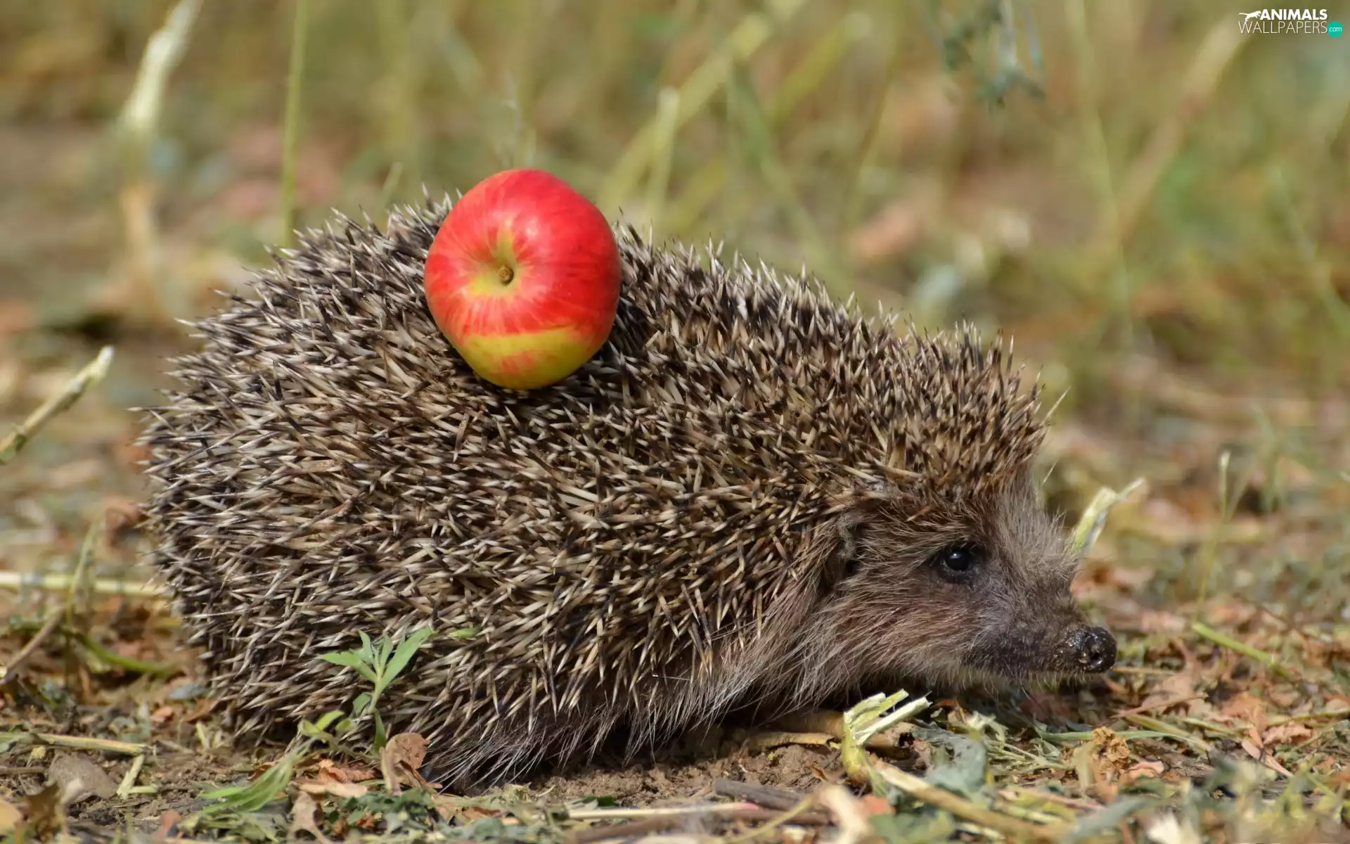 hedgehog, dry, grass, Apple