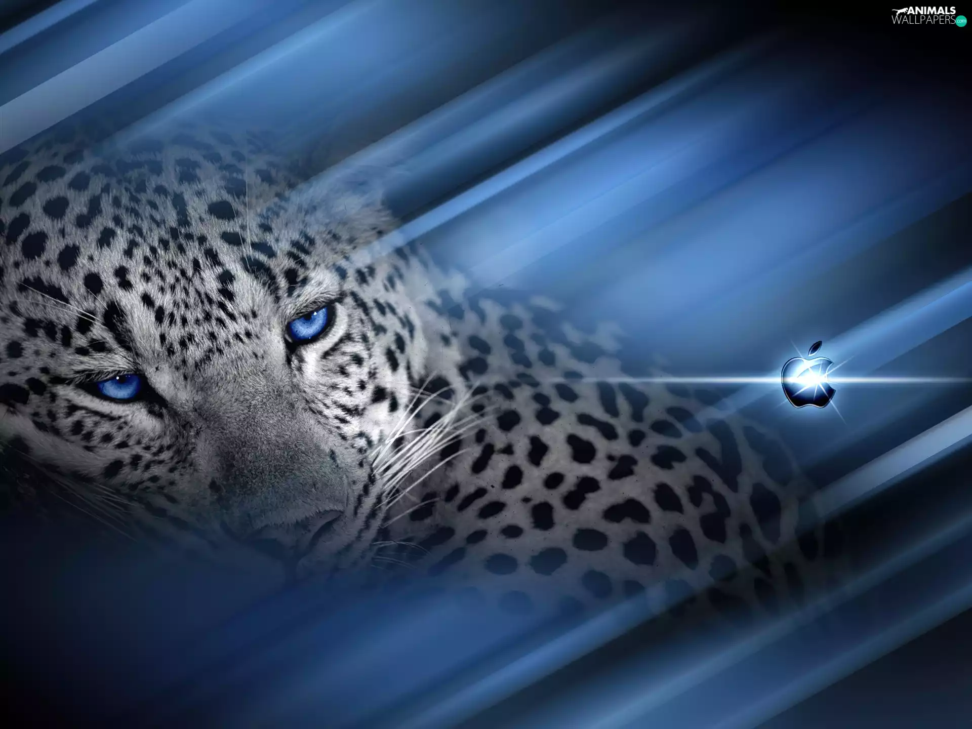 Blue, background, logo, Apple, snow leopard