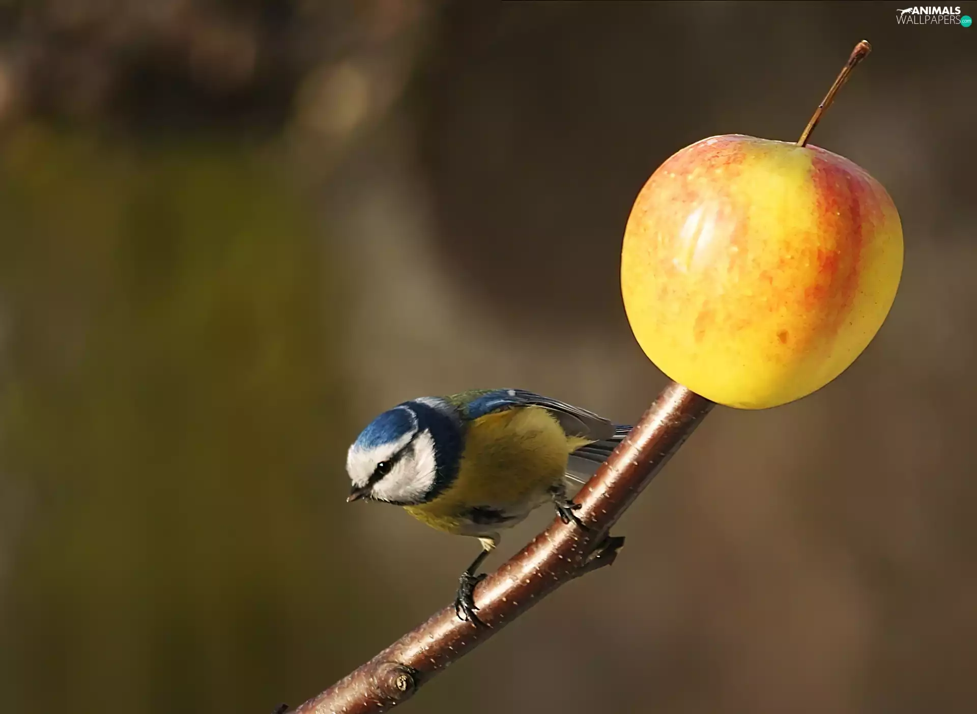 pole, tit tit, Apple