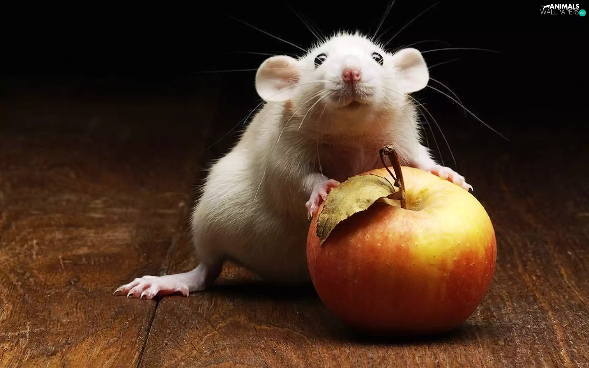 Apple, White, rat