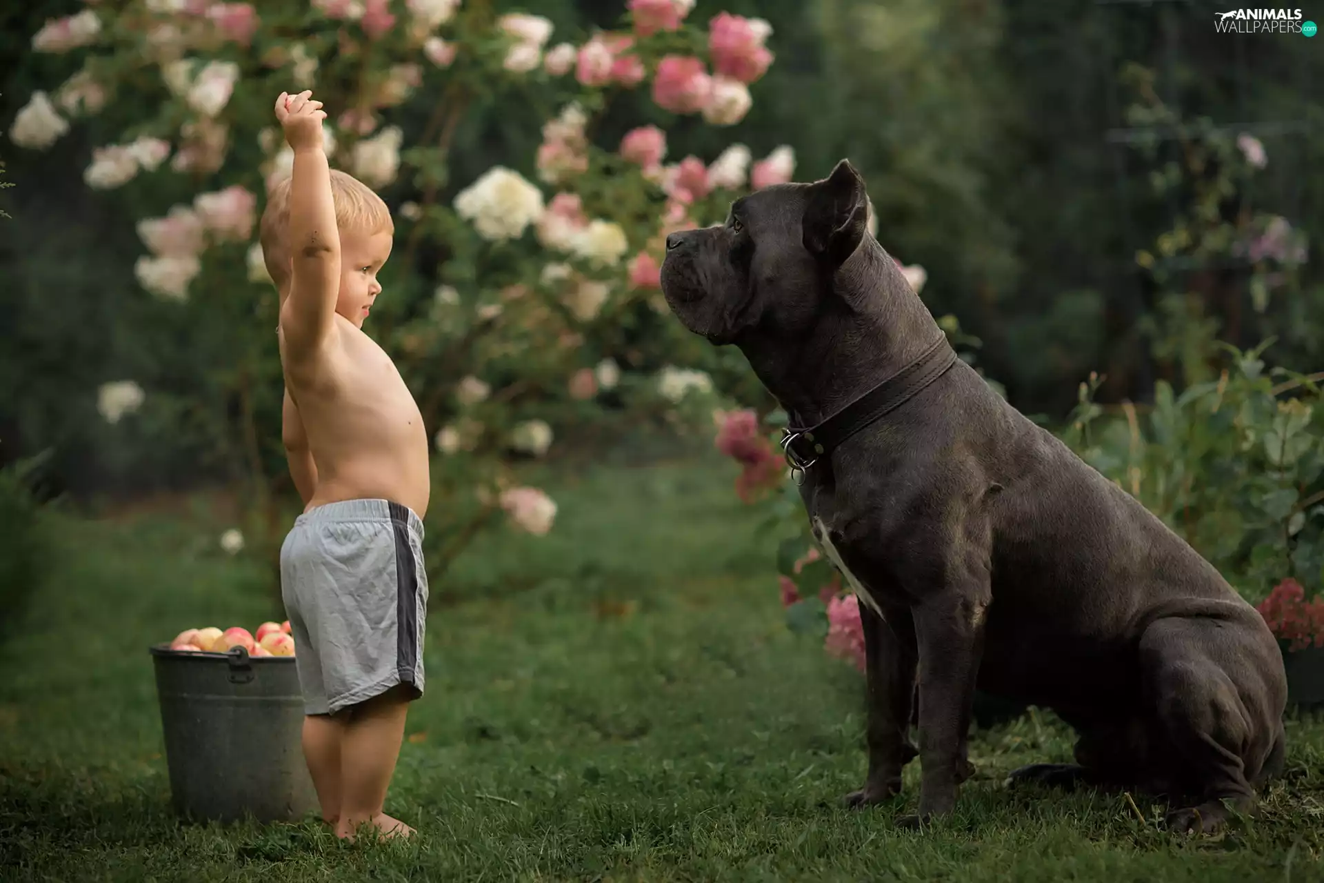 Kid, dog, bucket, Cane Corso, Big, boy, apples