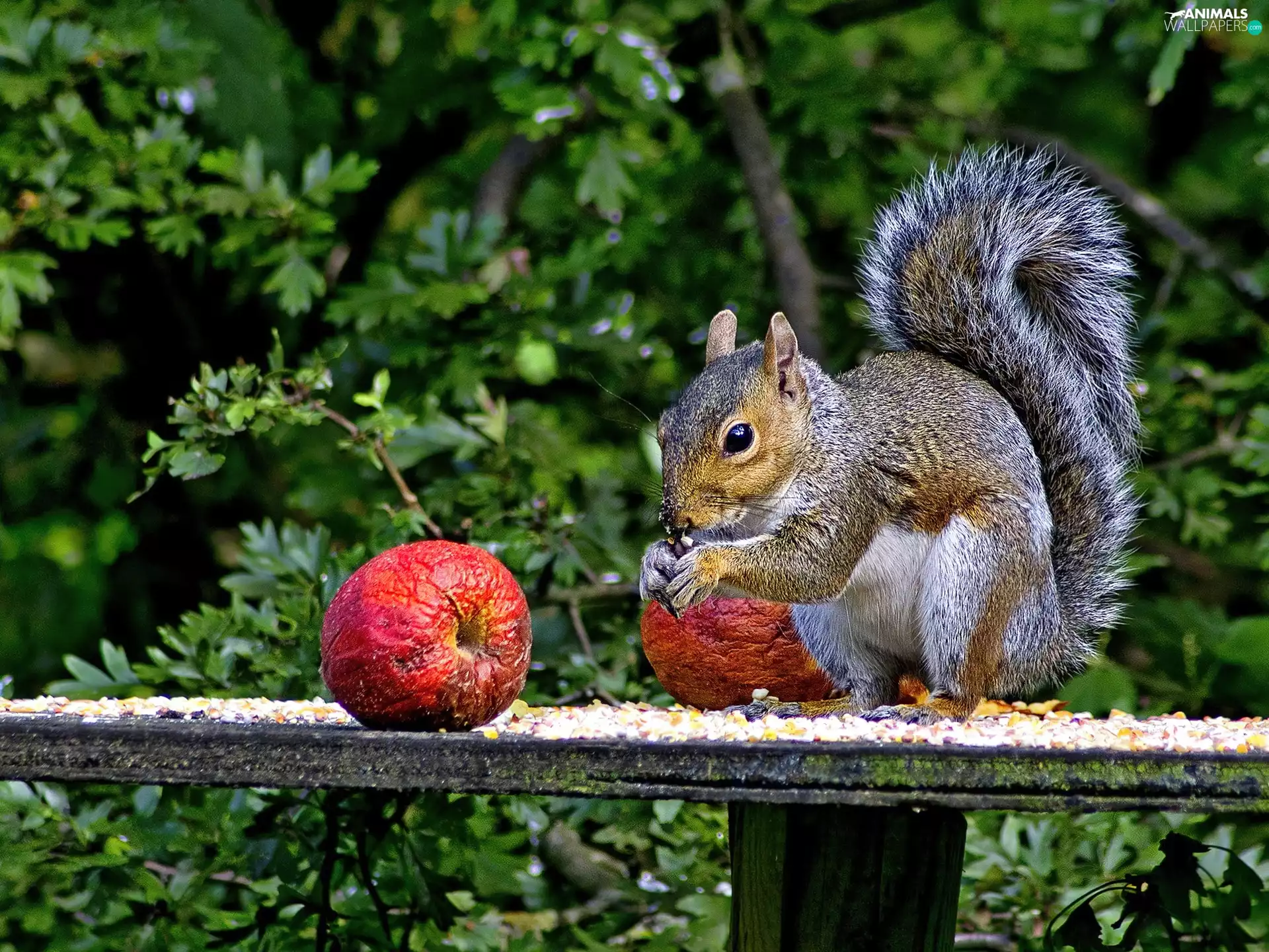apples, squirrel, forest