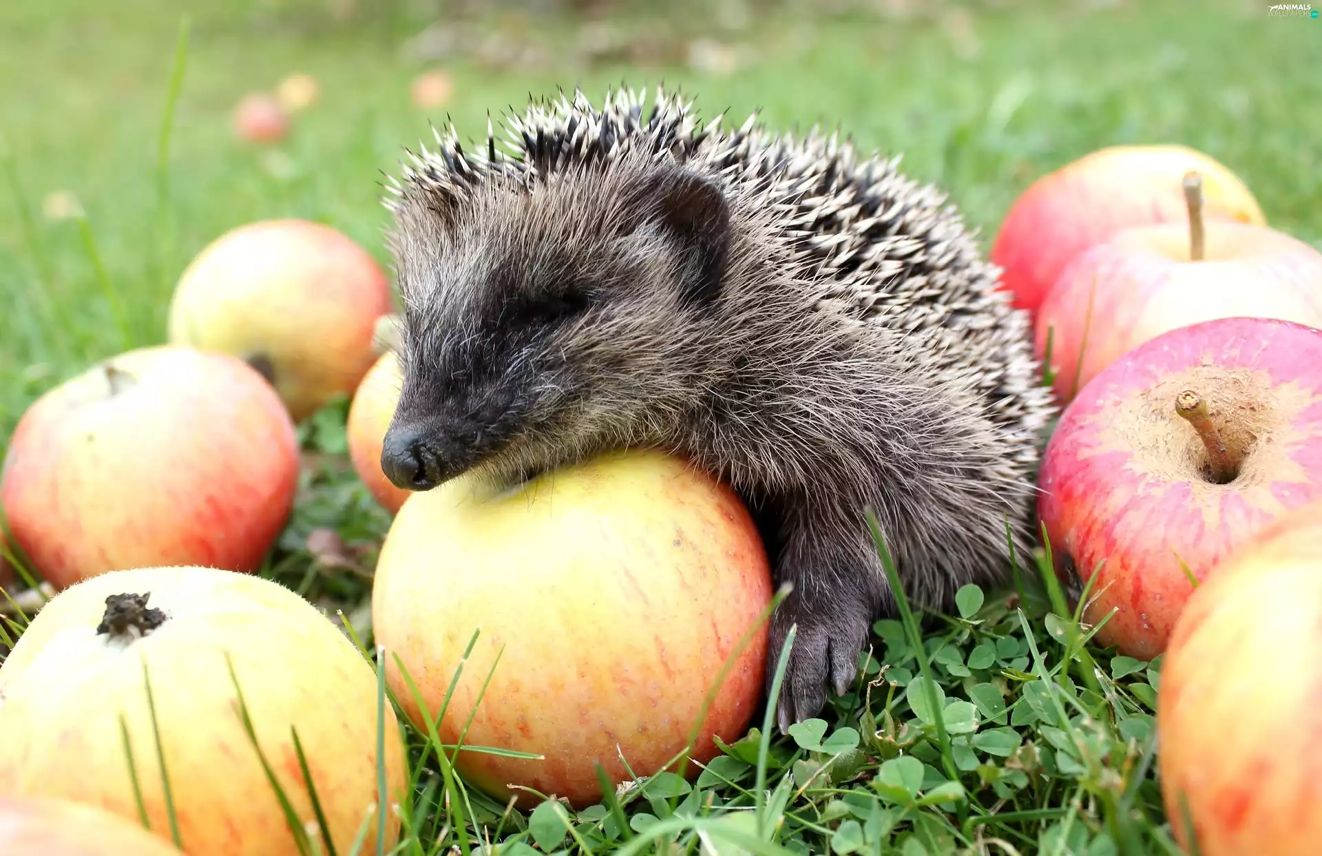 apples, small, hedgehog