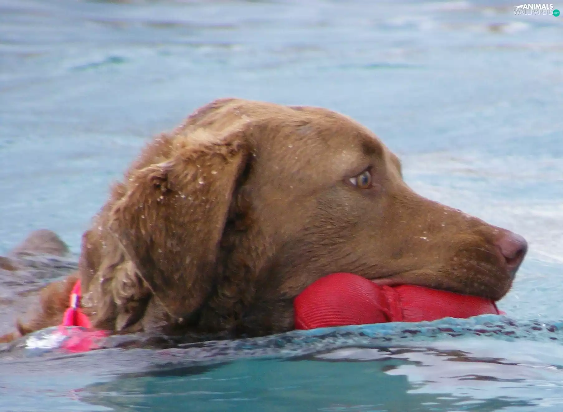 water, apport, Chesapeake Bay retriever