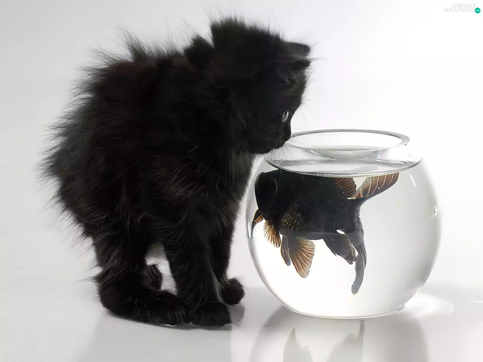 aquarium, cat, Fish