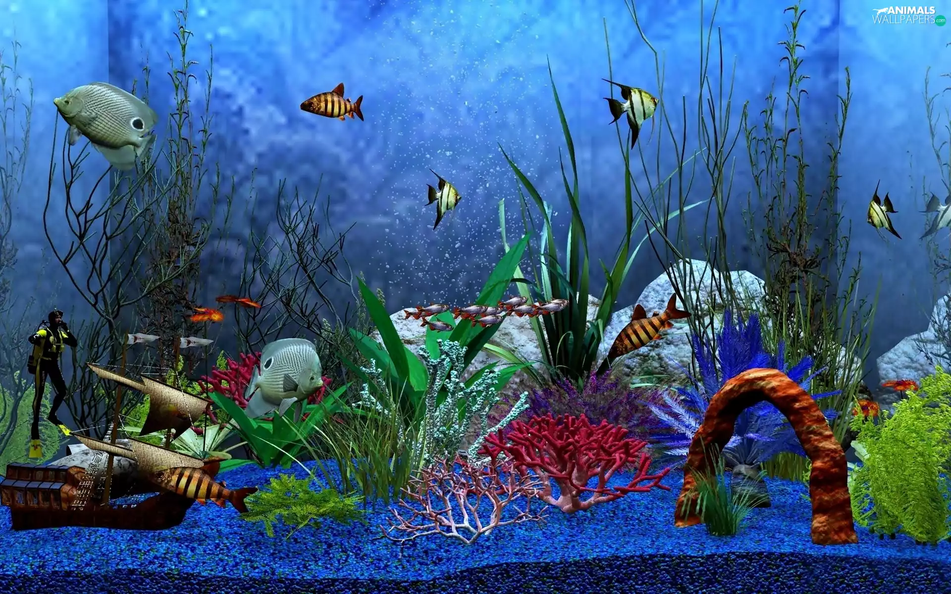 aquarium, exotic, fish