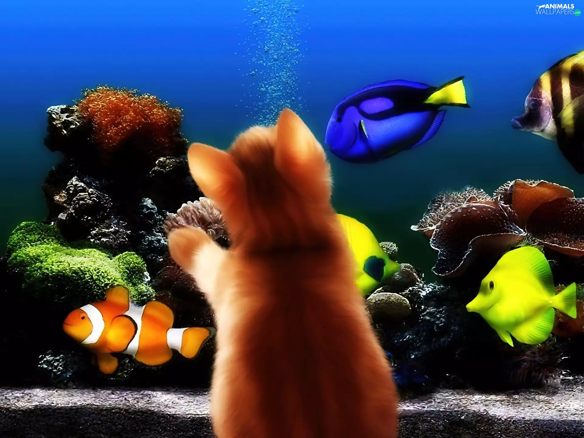aquarium, kitten, fishes