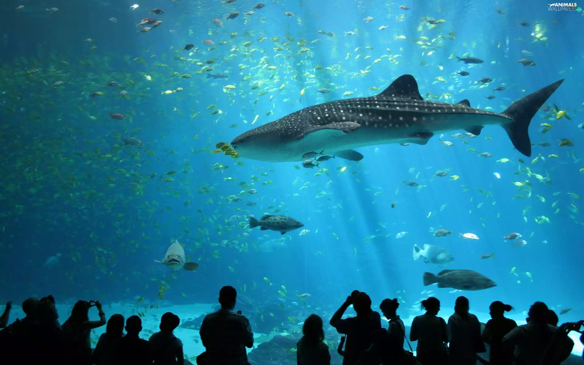 shark, aquarium, Japan, of whale