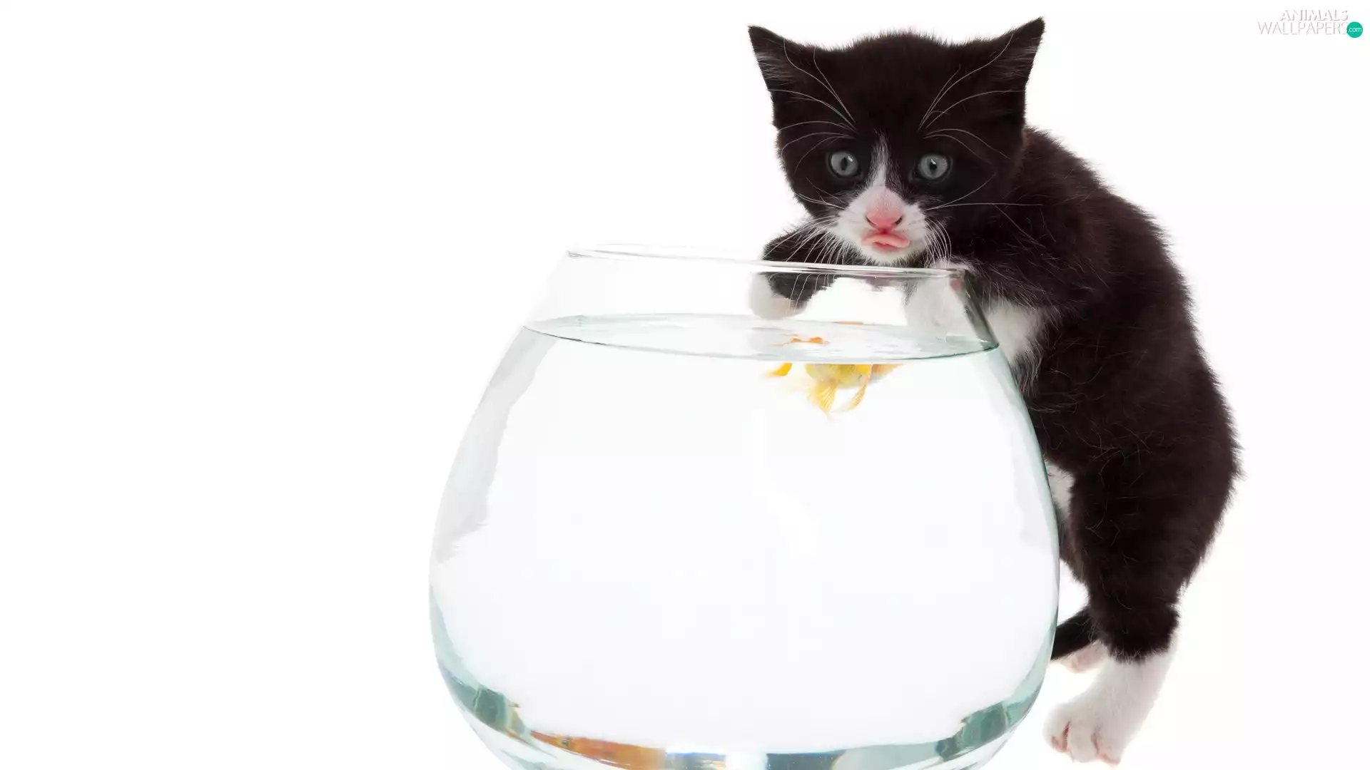 aquarium, Black, kitten