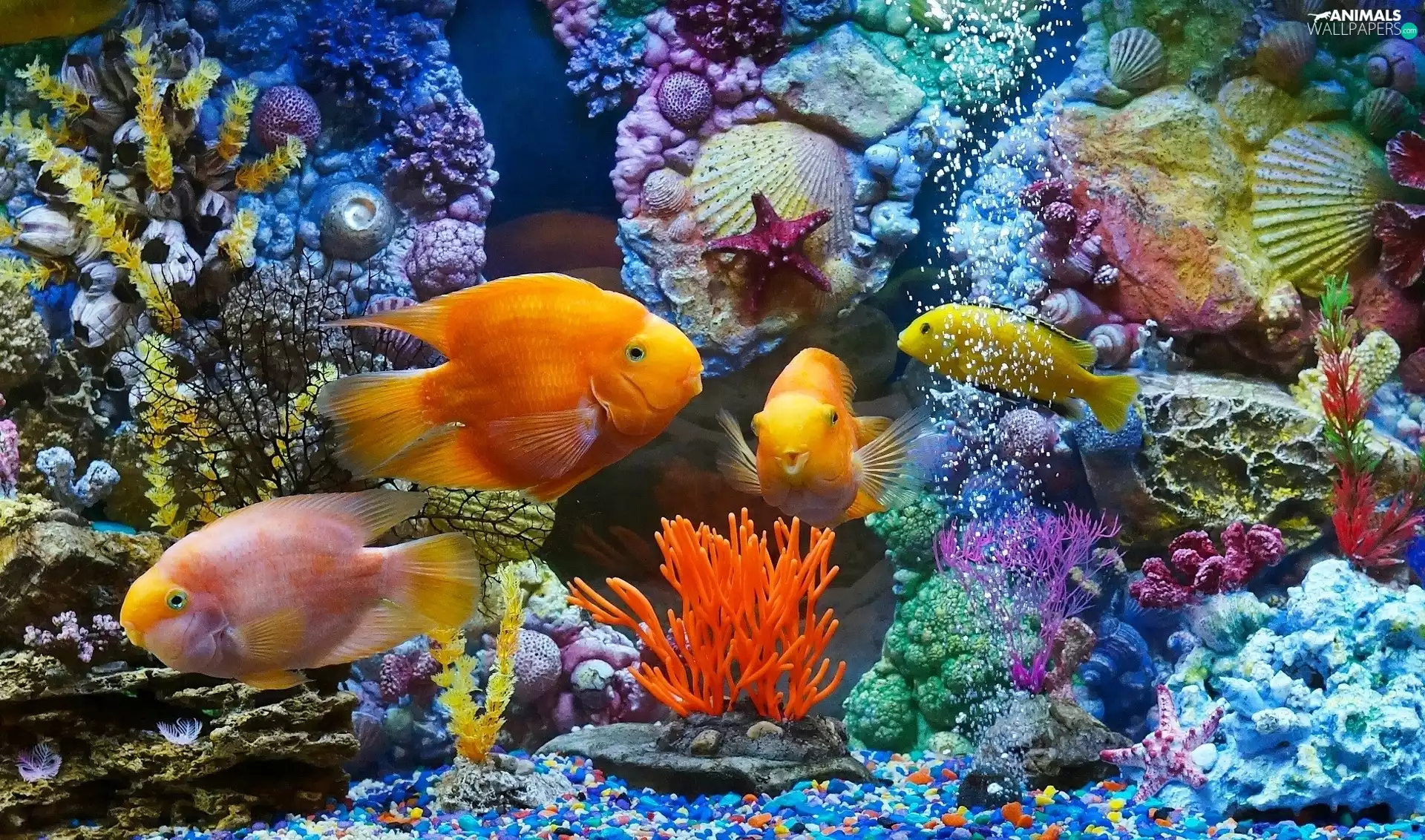 fish, immersed, Shells, aquarium, Plants, world