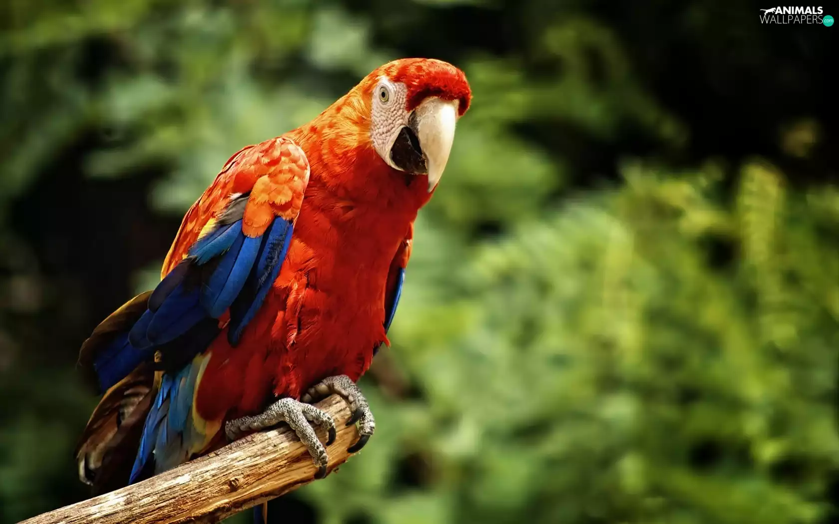 parrot, red, Blue, ara