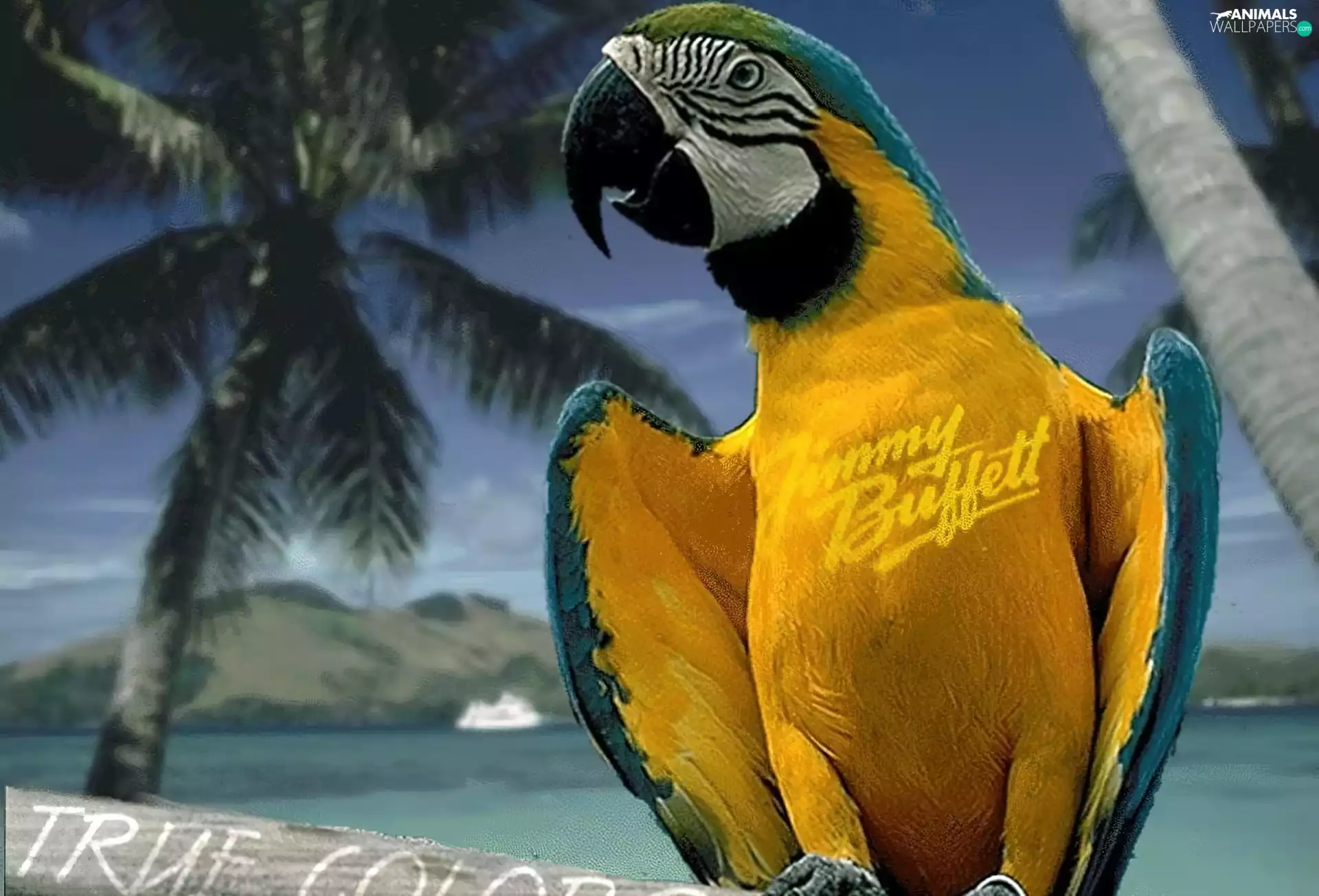 parrot, True, Color, ara