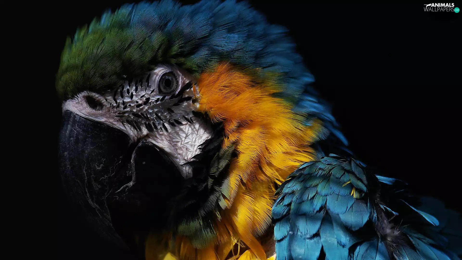 ara, Coloured, parrot