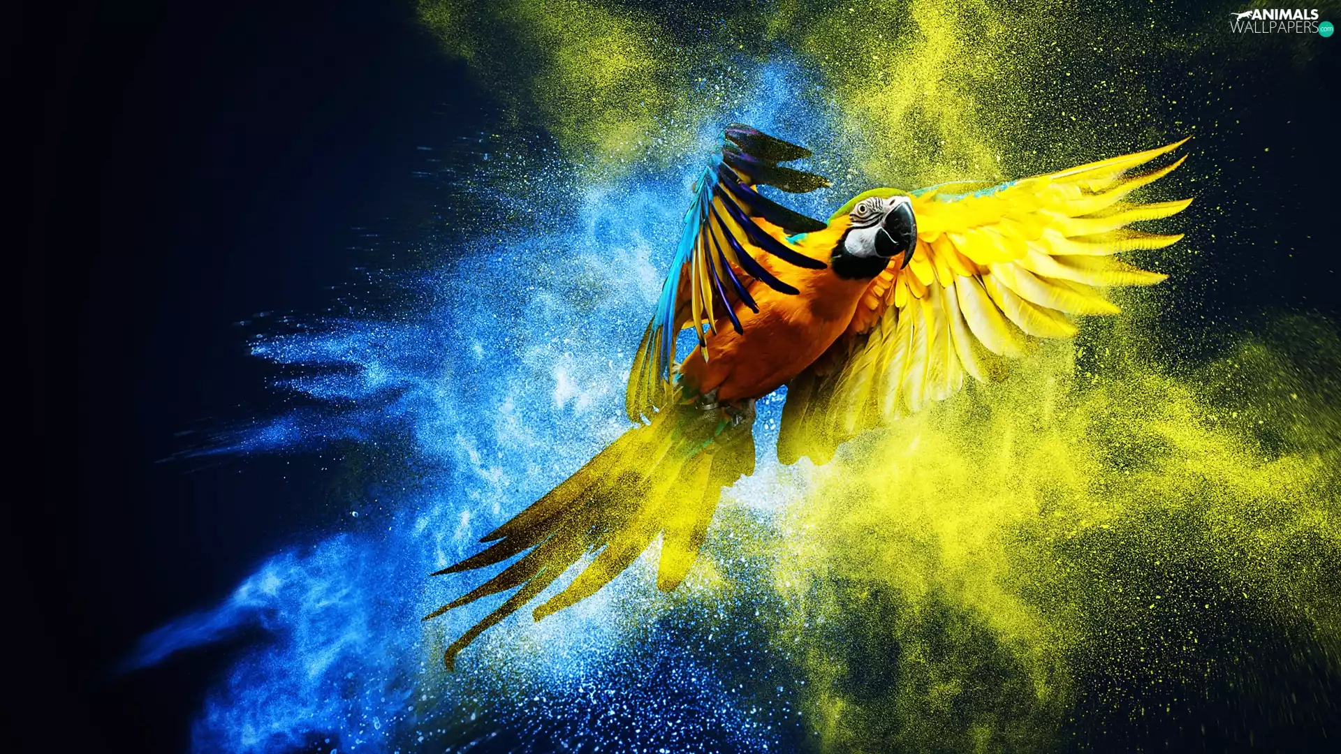 ara, graphics, parrot