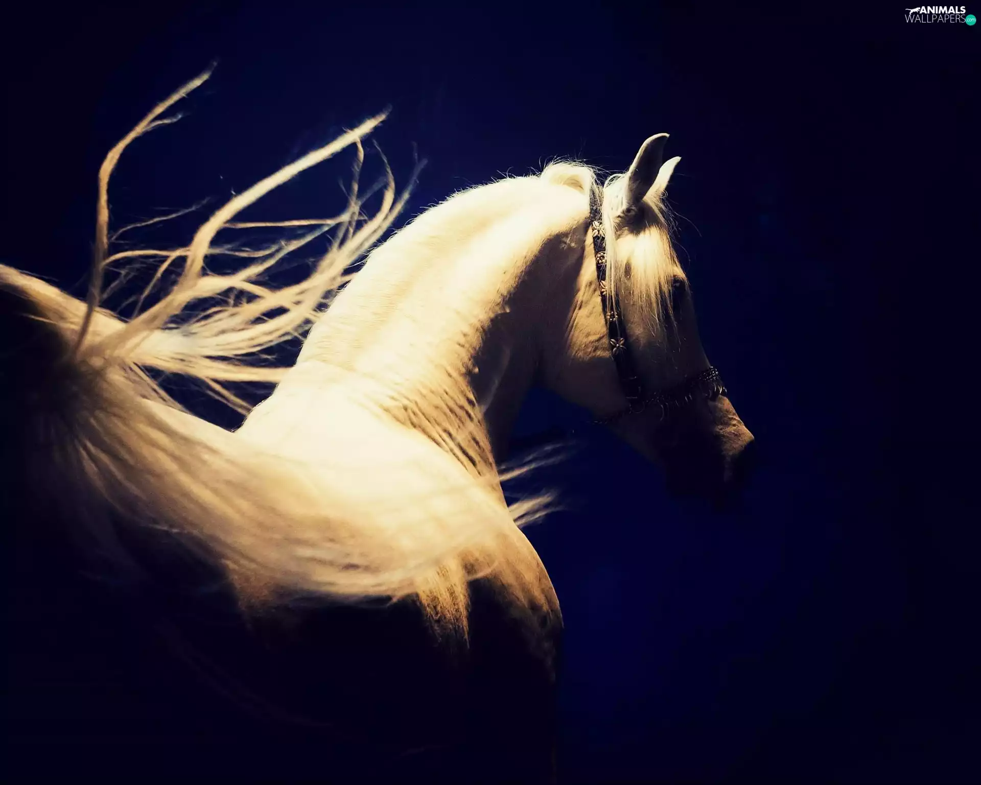 navy blue, background, Arab, tail, Horse