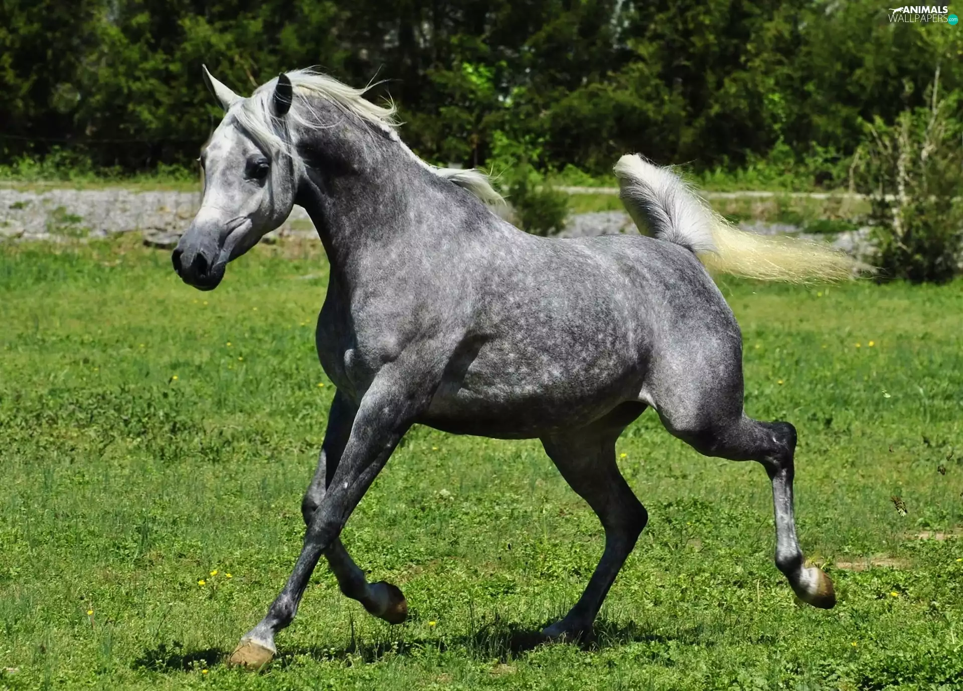 Horse, gear, grass, Arab
