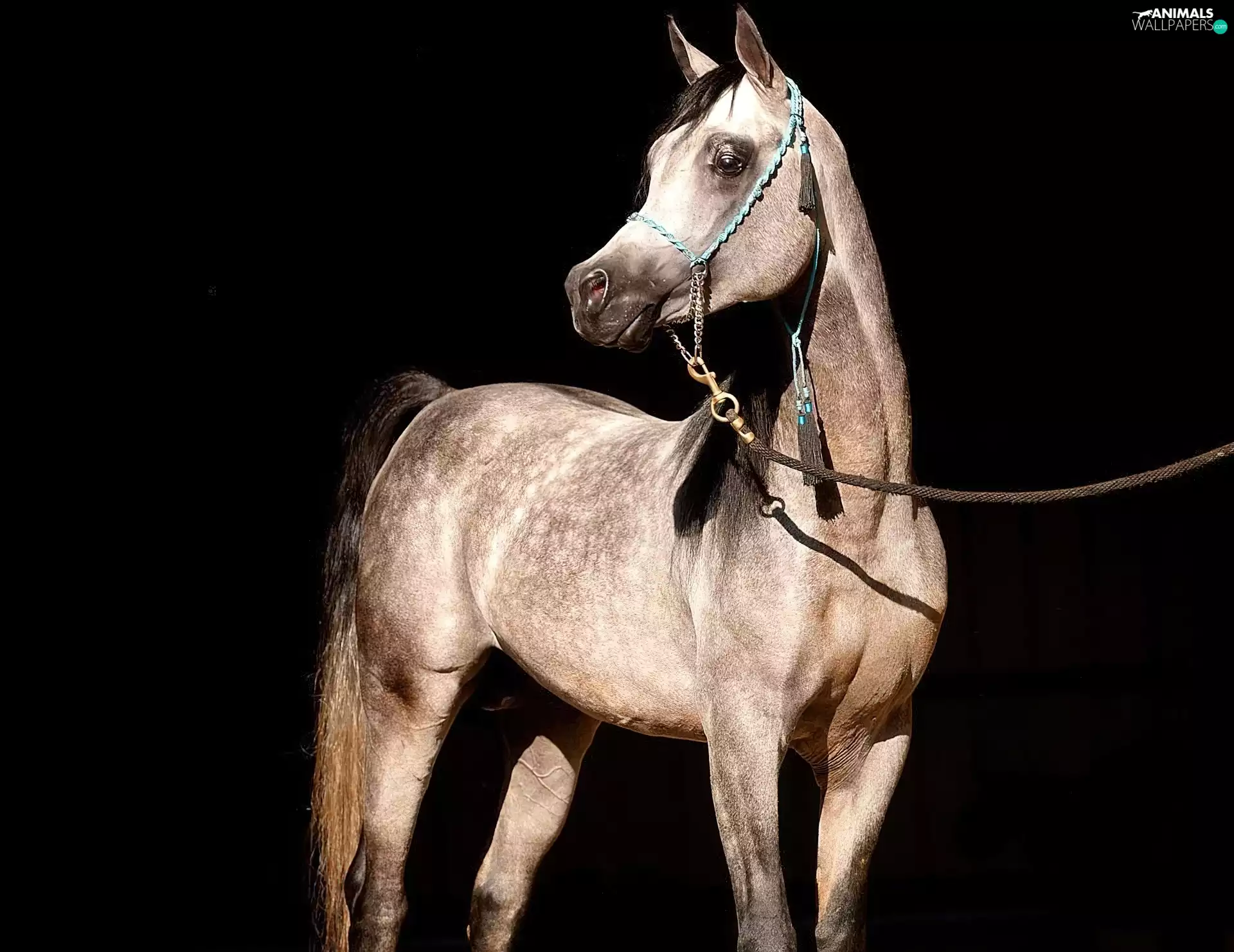 Horse, bridle, reins, Arab