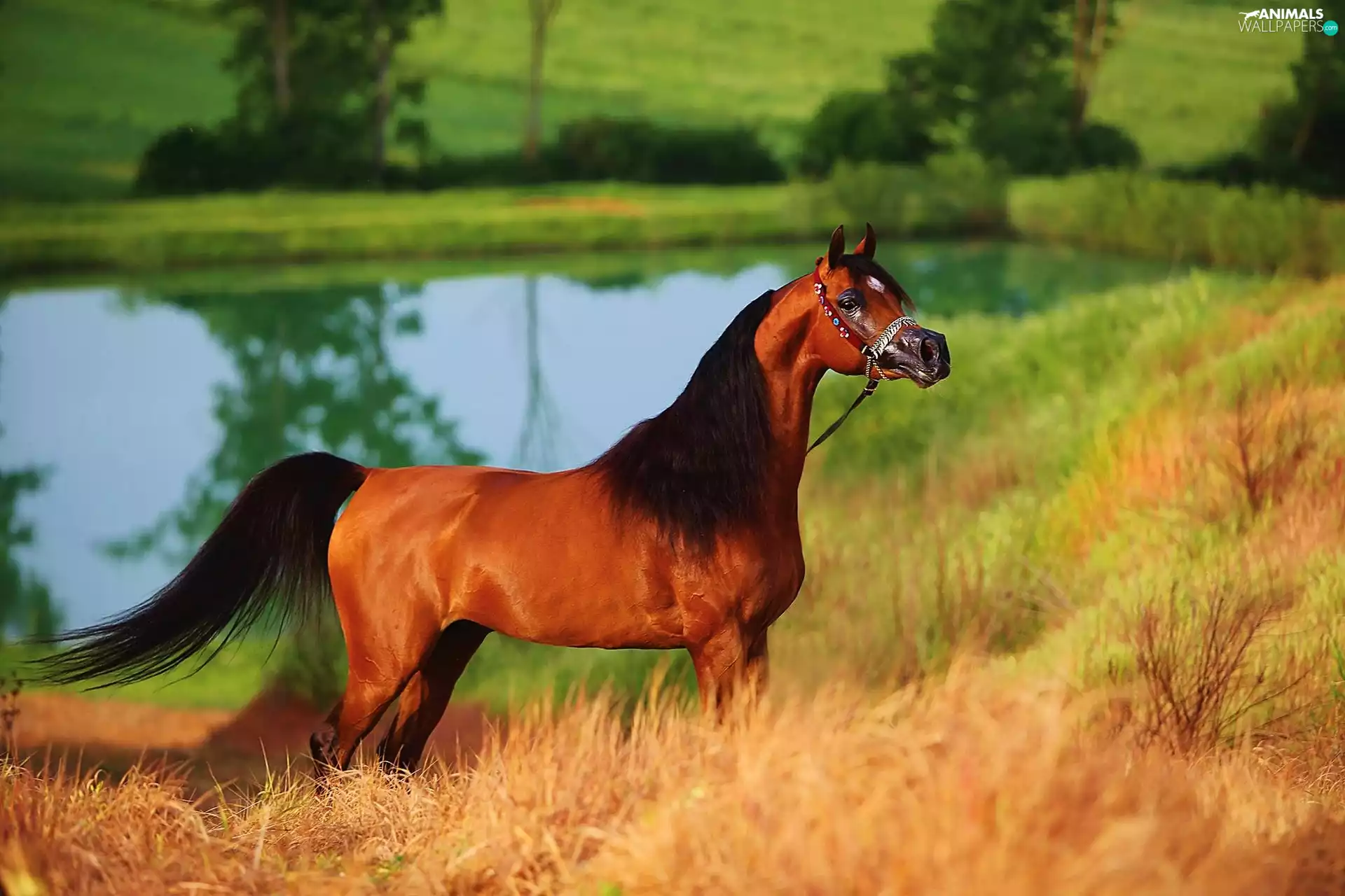Pond - car, Horse, Arab